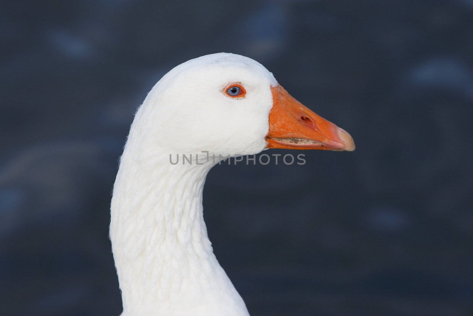 white goose