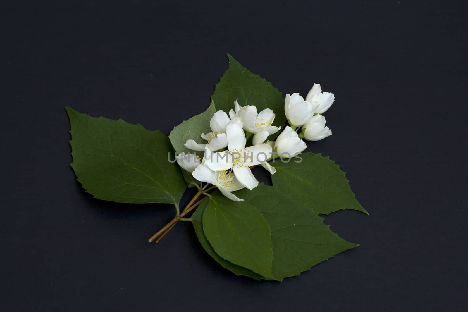 Jasmine branch isolated on black