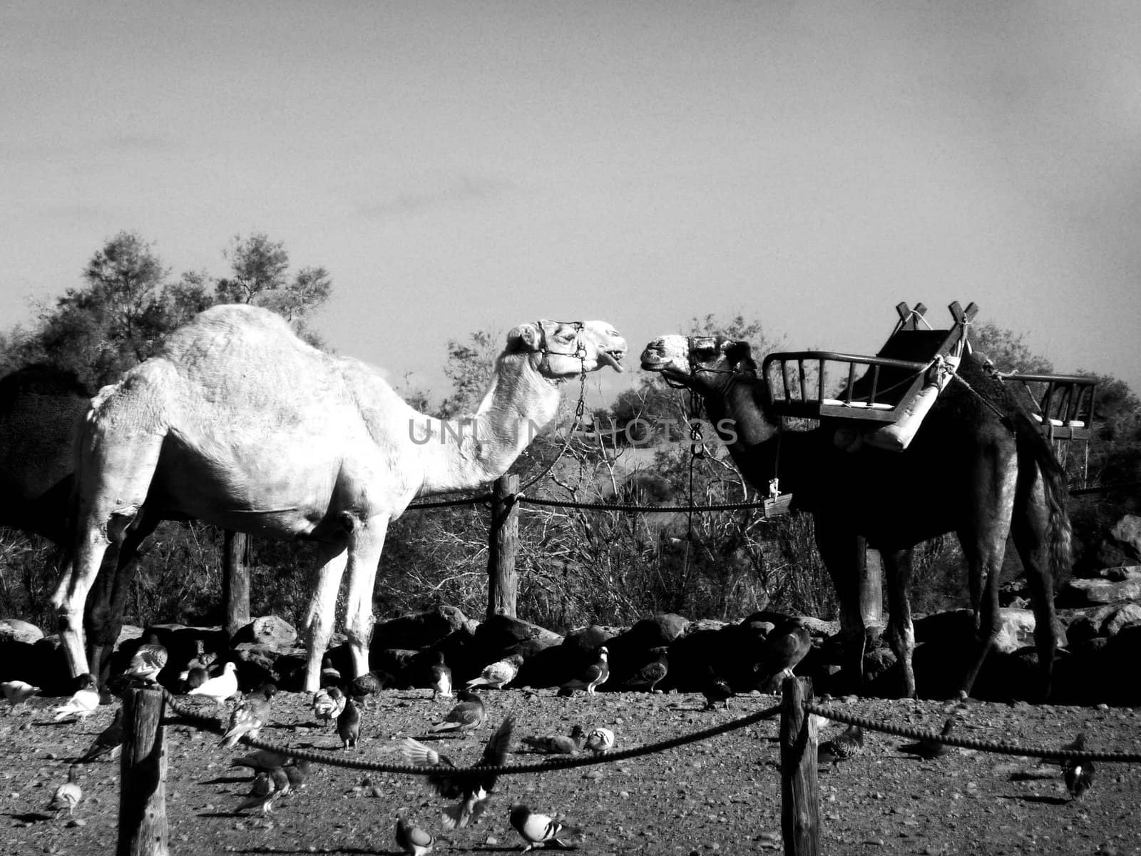 Some camels in Maspalomas in Gran Canaria.