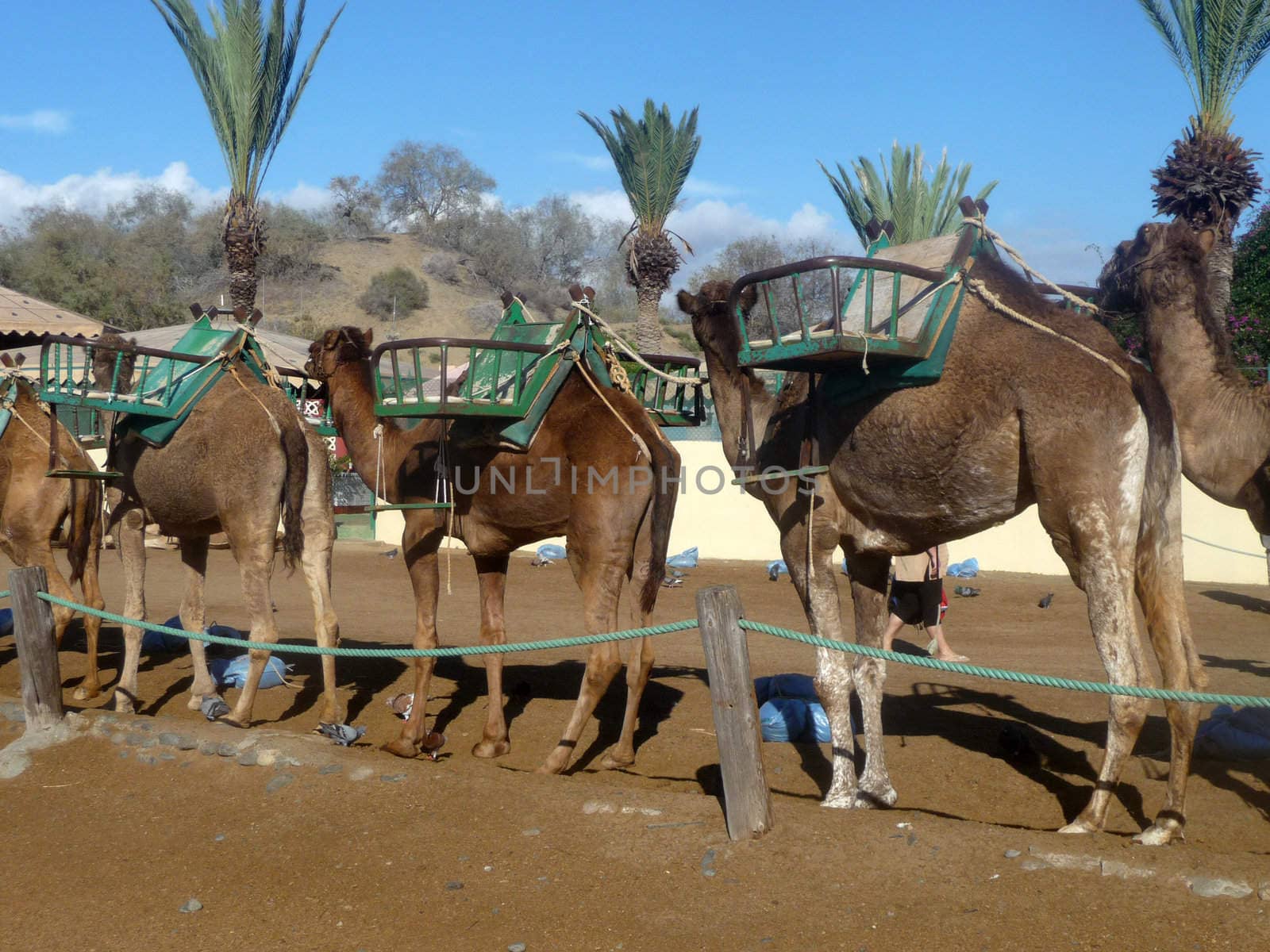 Some camels in Maspalomas in Gran Canaria.