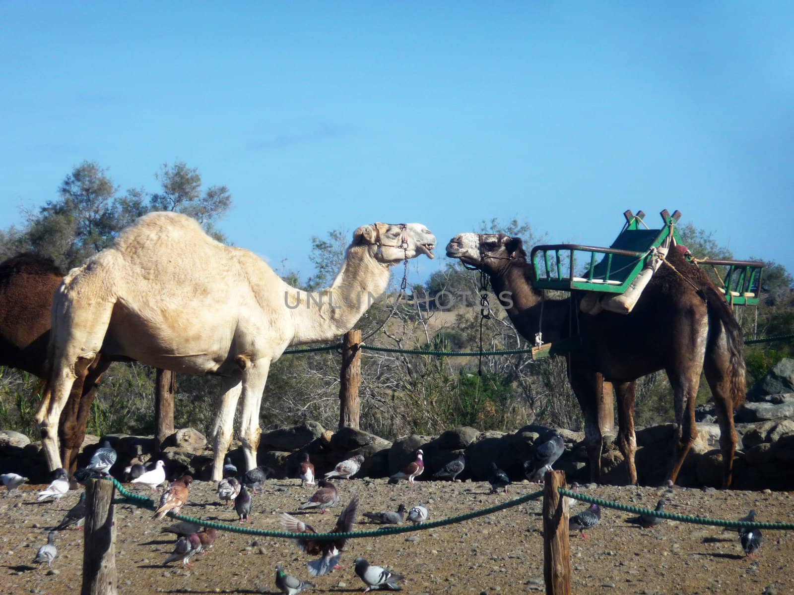 Some camels in Maspalomas in Gran Canaria.