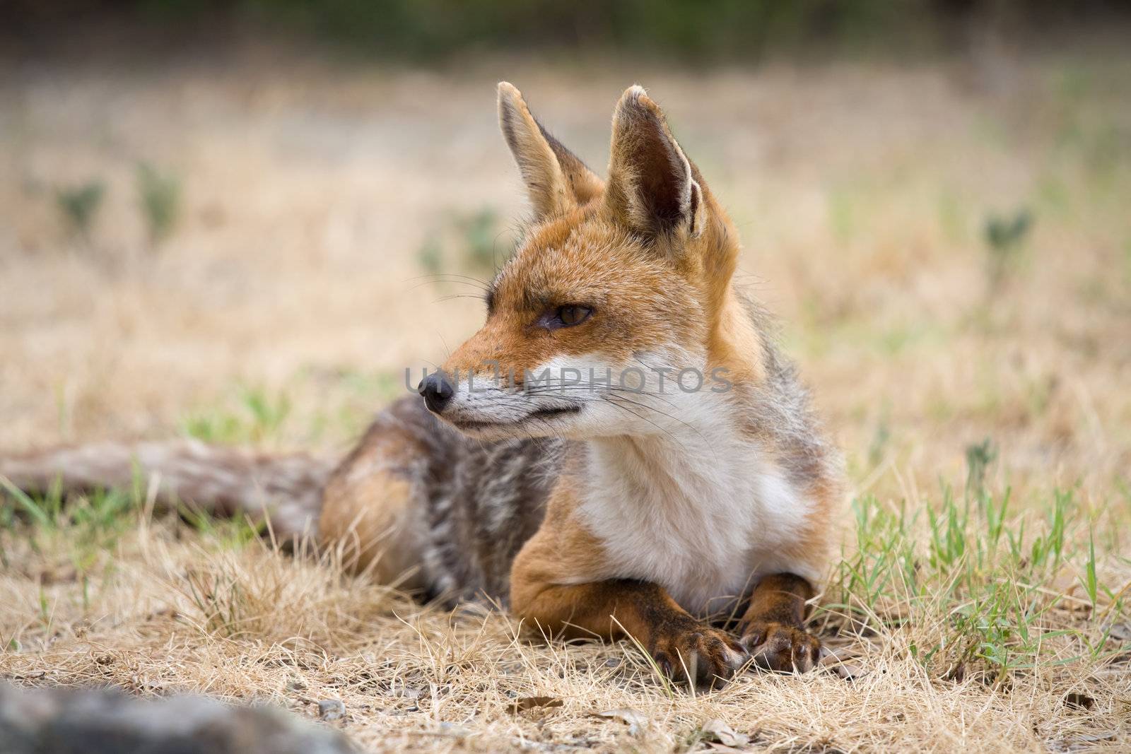 Red fox in its natural habitat