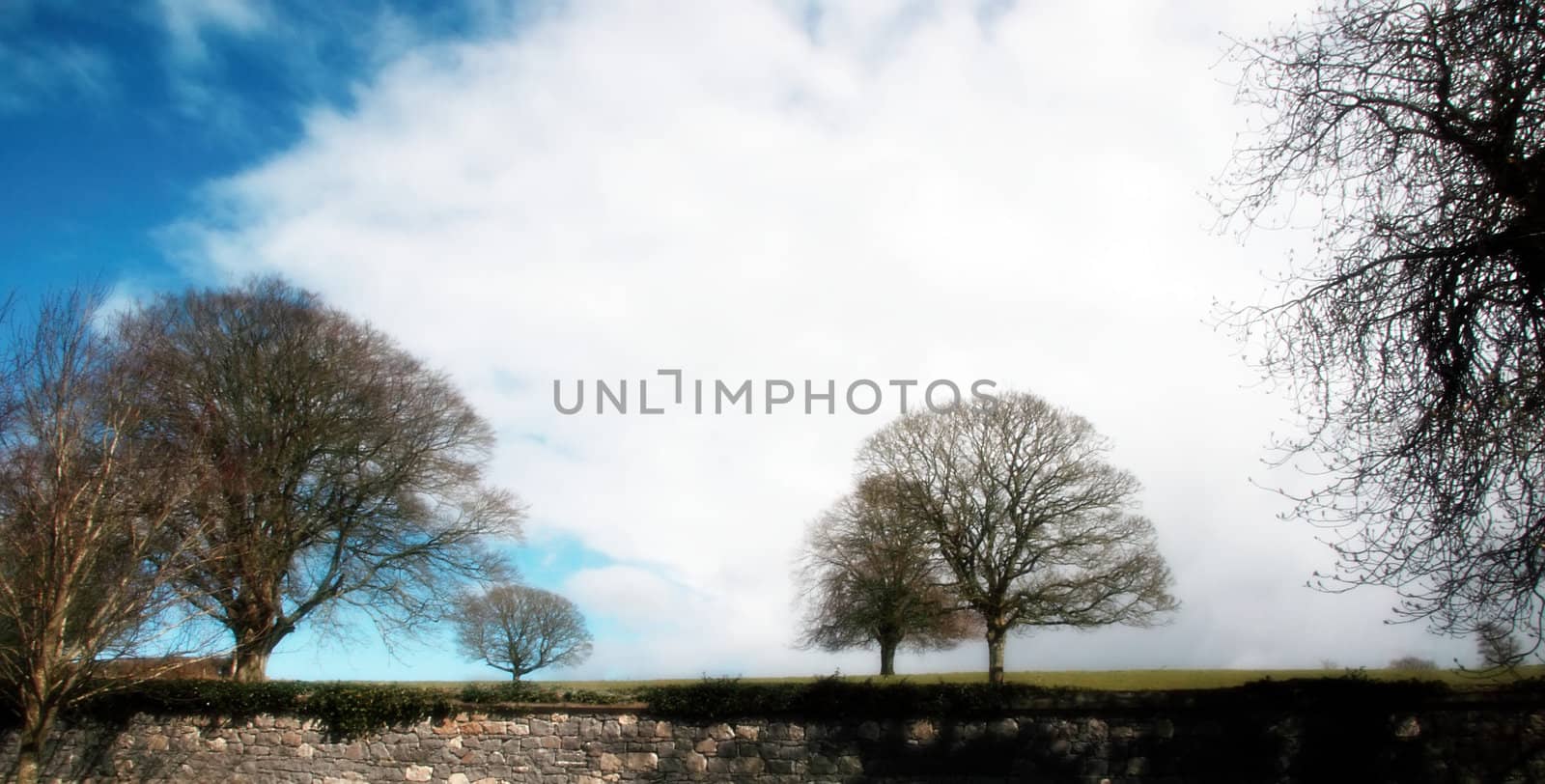 sky through trees 5 by morrbyte