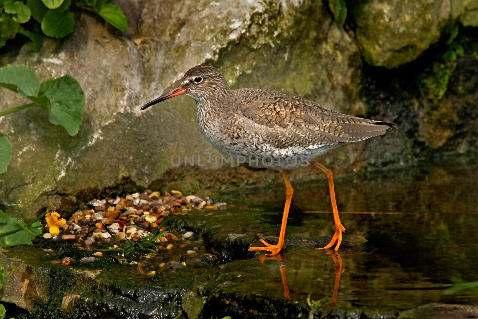 An adult Redshank with it's Summer plumage, in Norfolk, England.