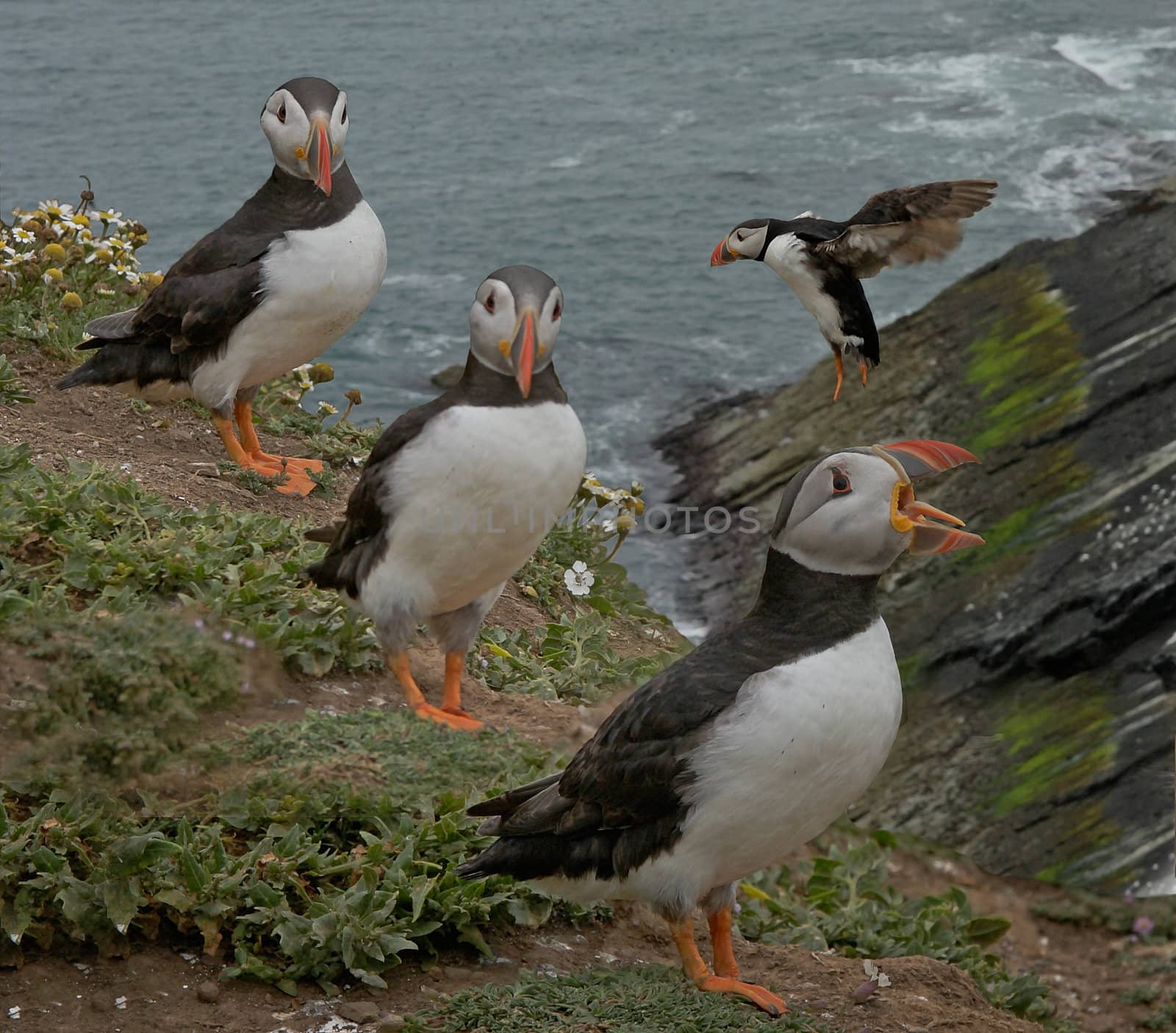 Puffins on a clifftop on Skomer Island in Pembrokshire, South Wales, UK.