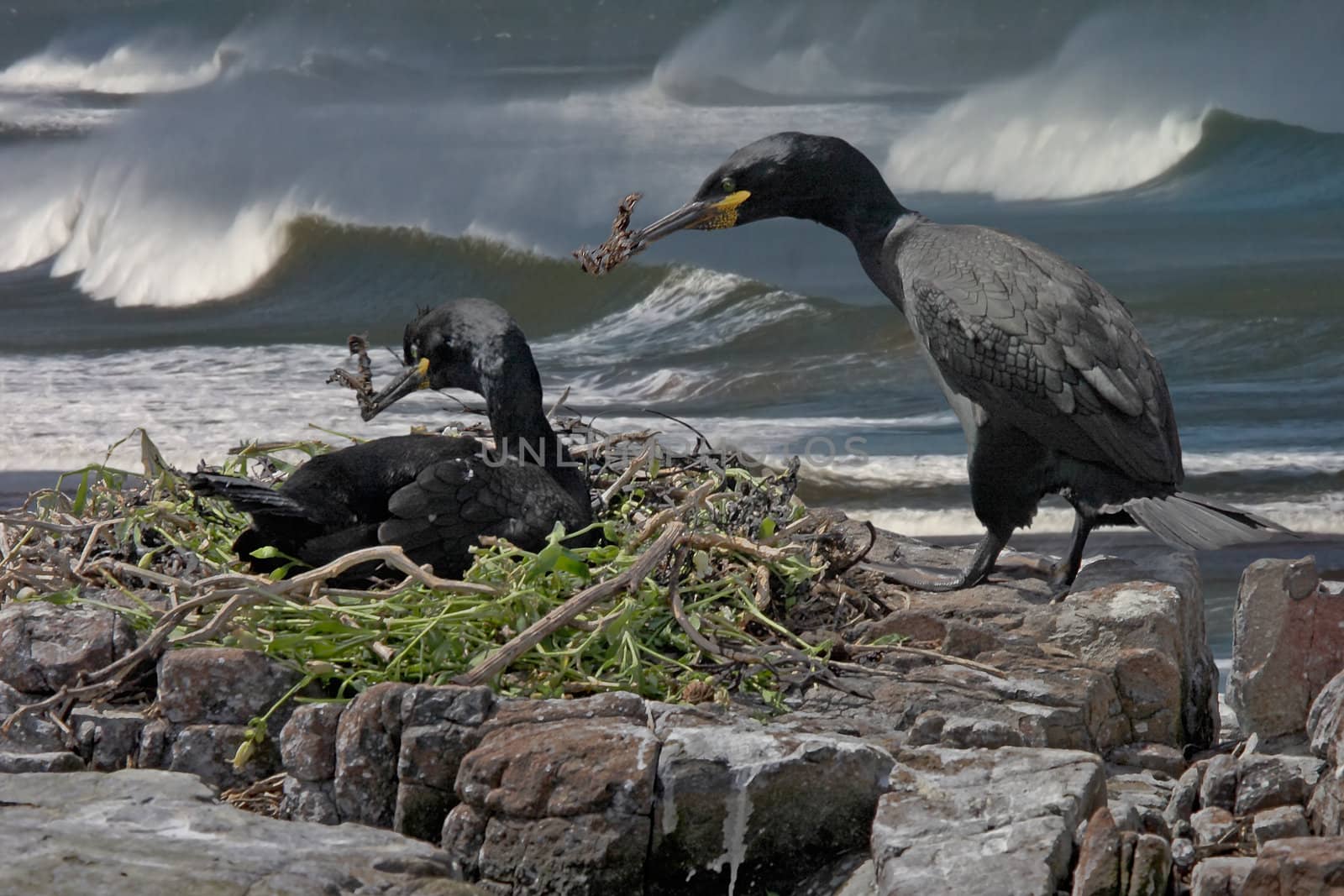 A male and a female Shag building their nest on the coast of South Wales.