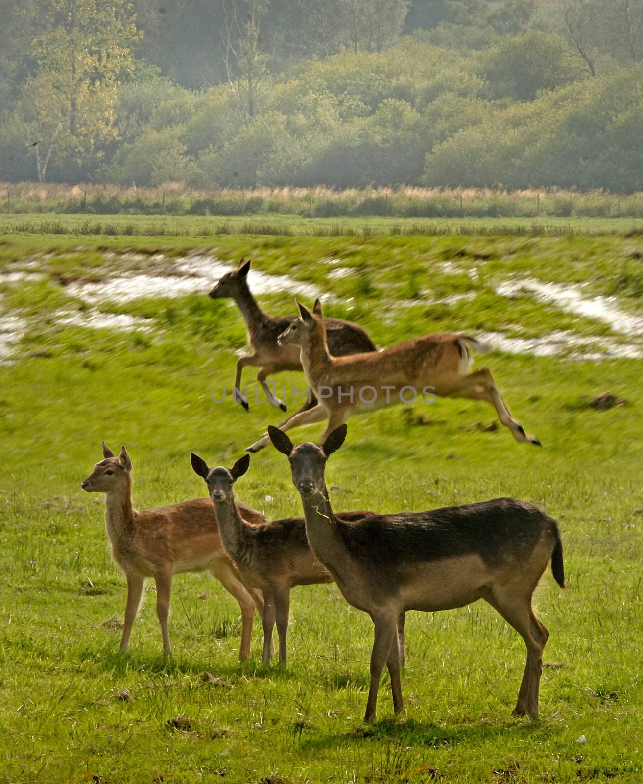 Young Fallow deer roam free on the South Downs in Sussex, England.