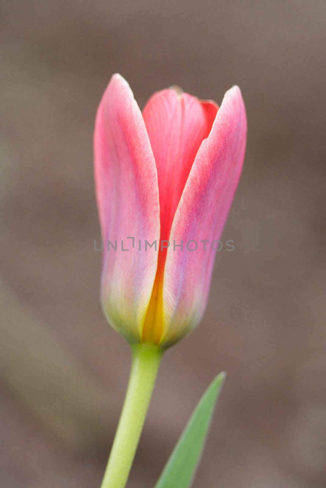 miniature tulip by mitzy