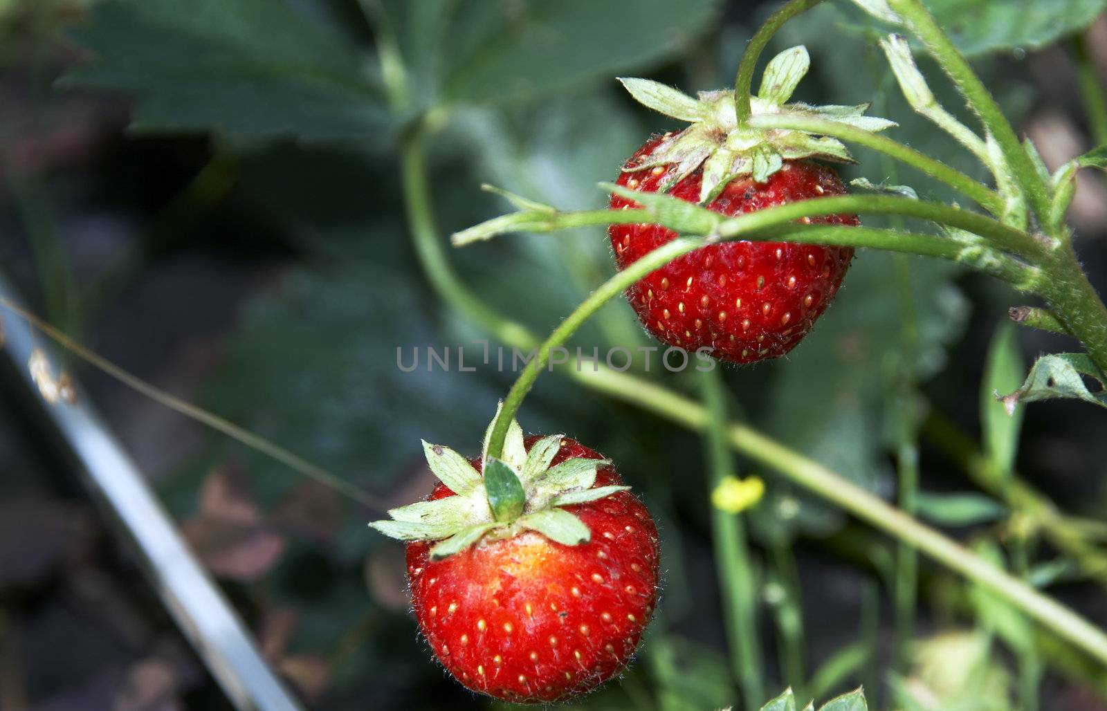 Strawberry by Dominator