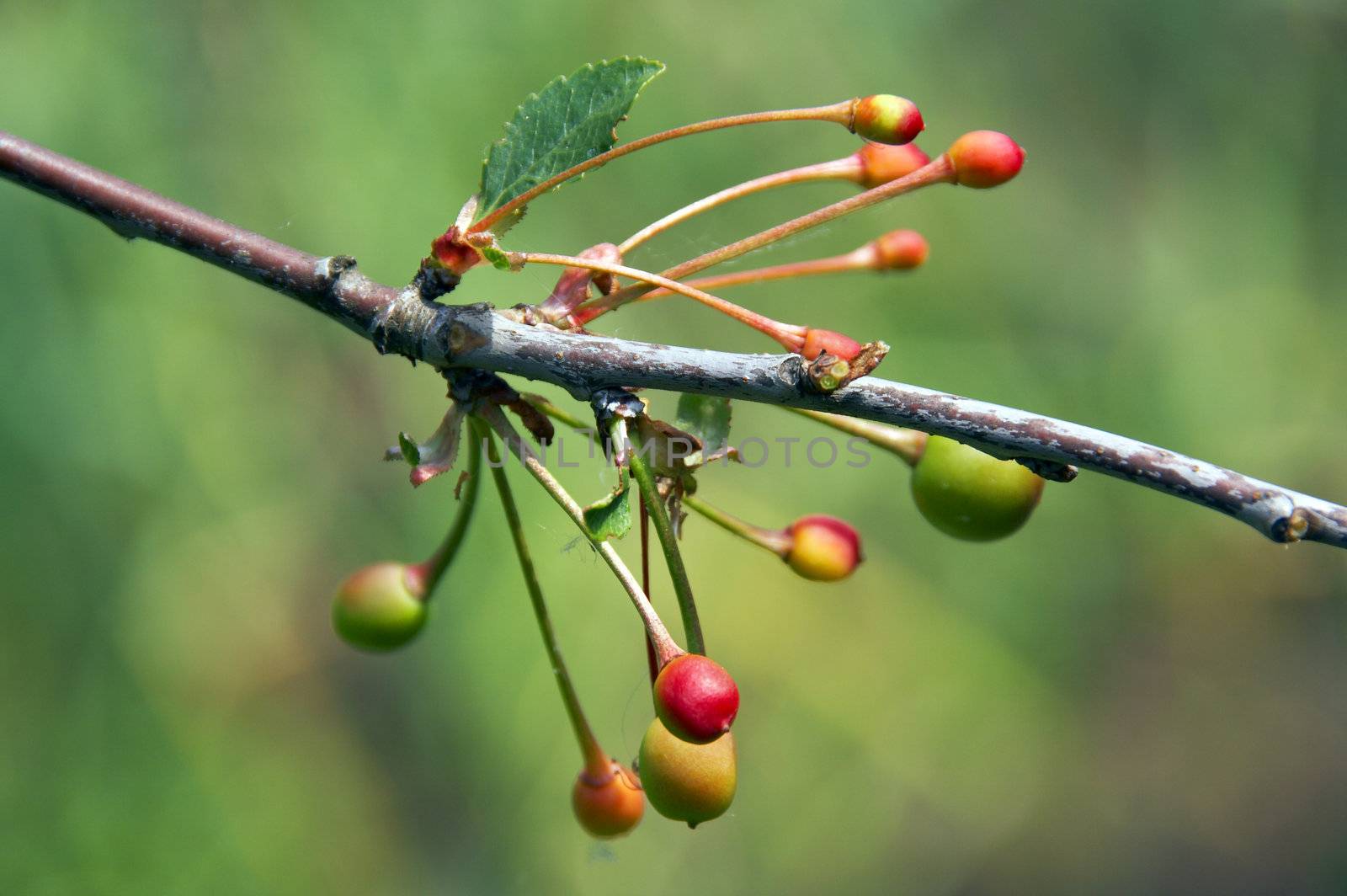 Cherry by Dominator