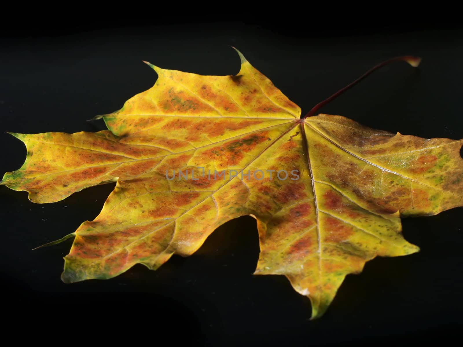 Autumn leaf on black background