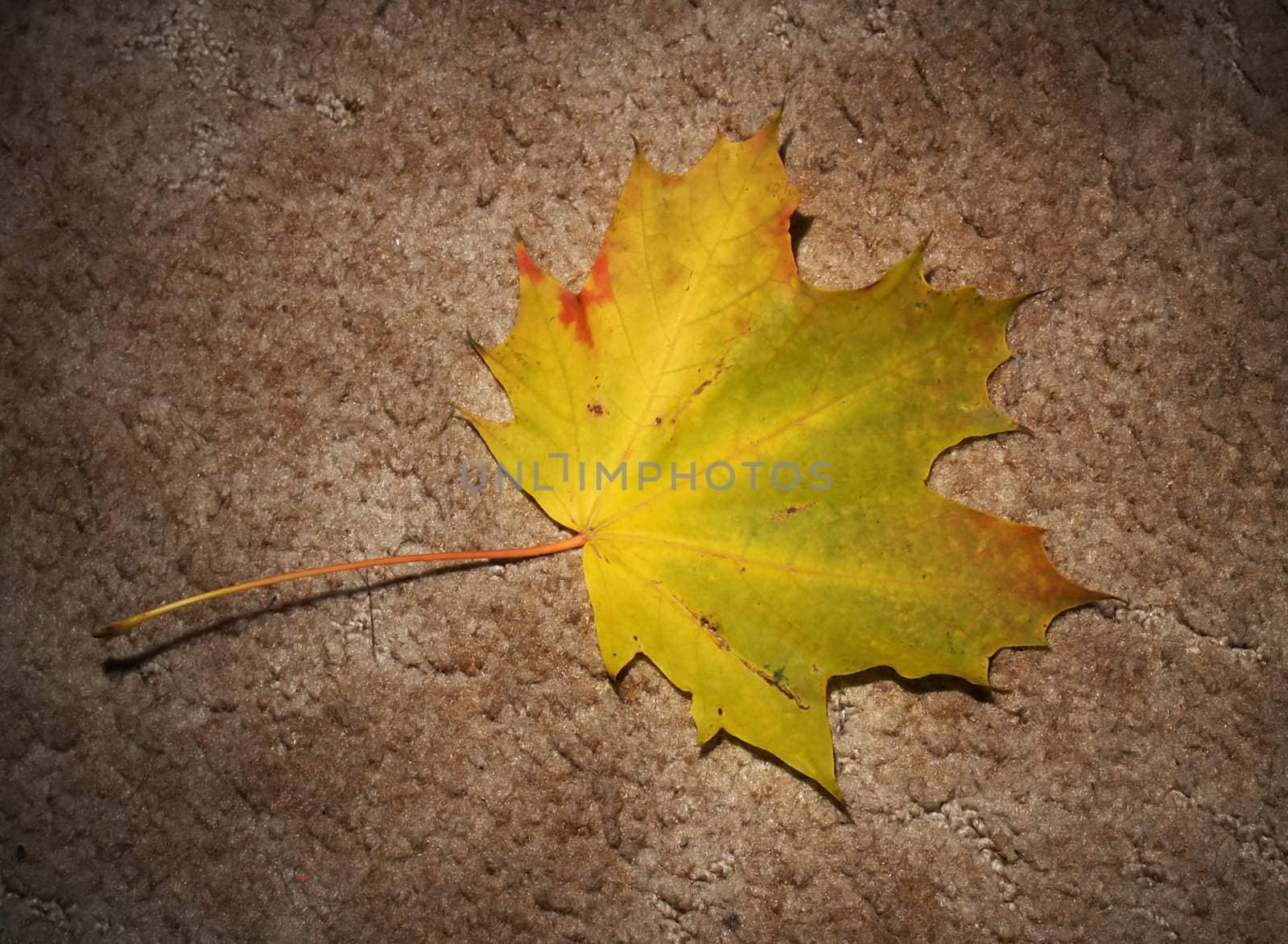 Autumn leaf on textured background