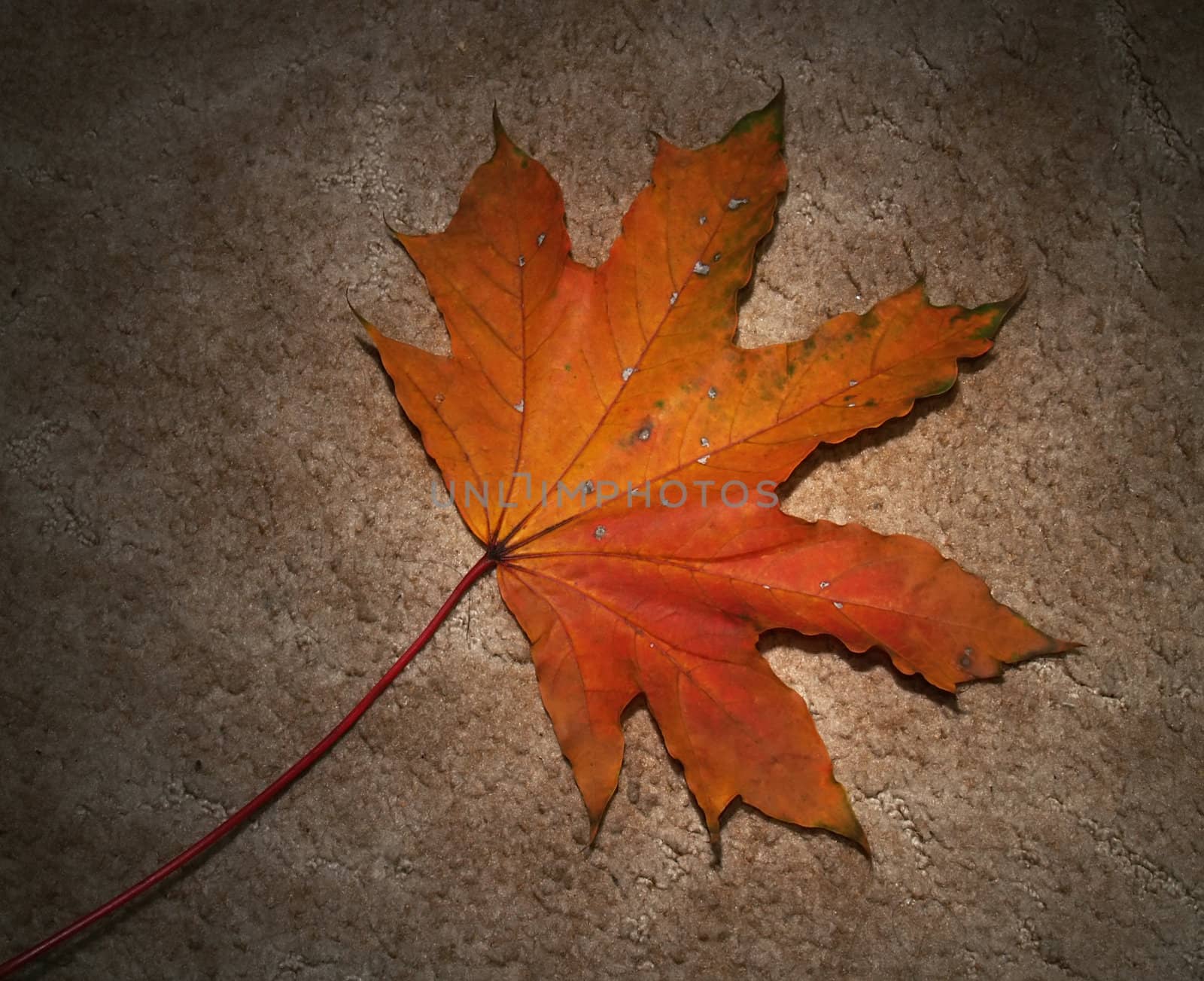 Autumn leaf on textured background