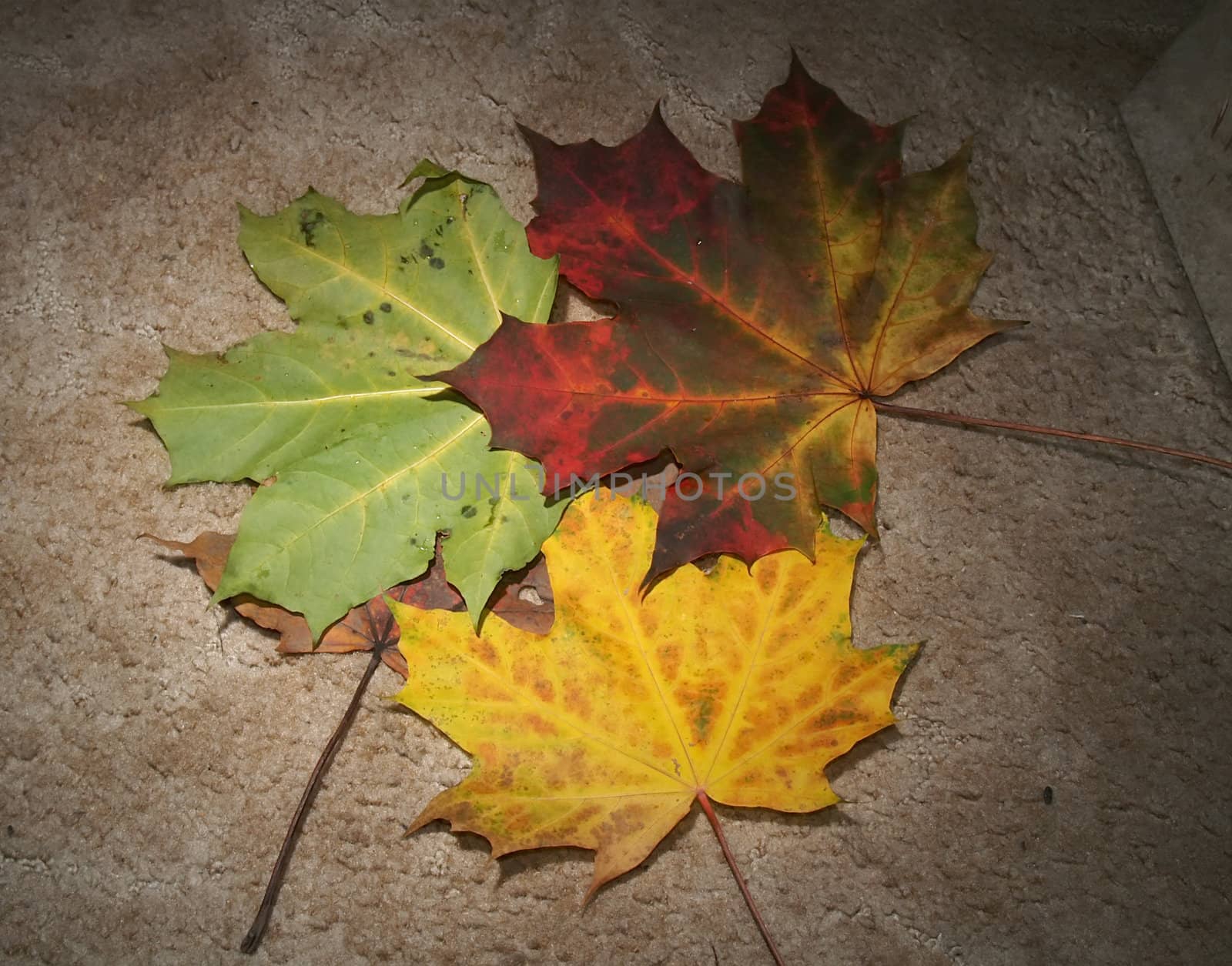 Autumn leaves on textured background