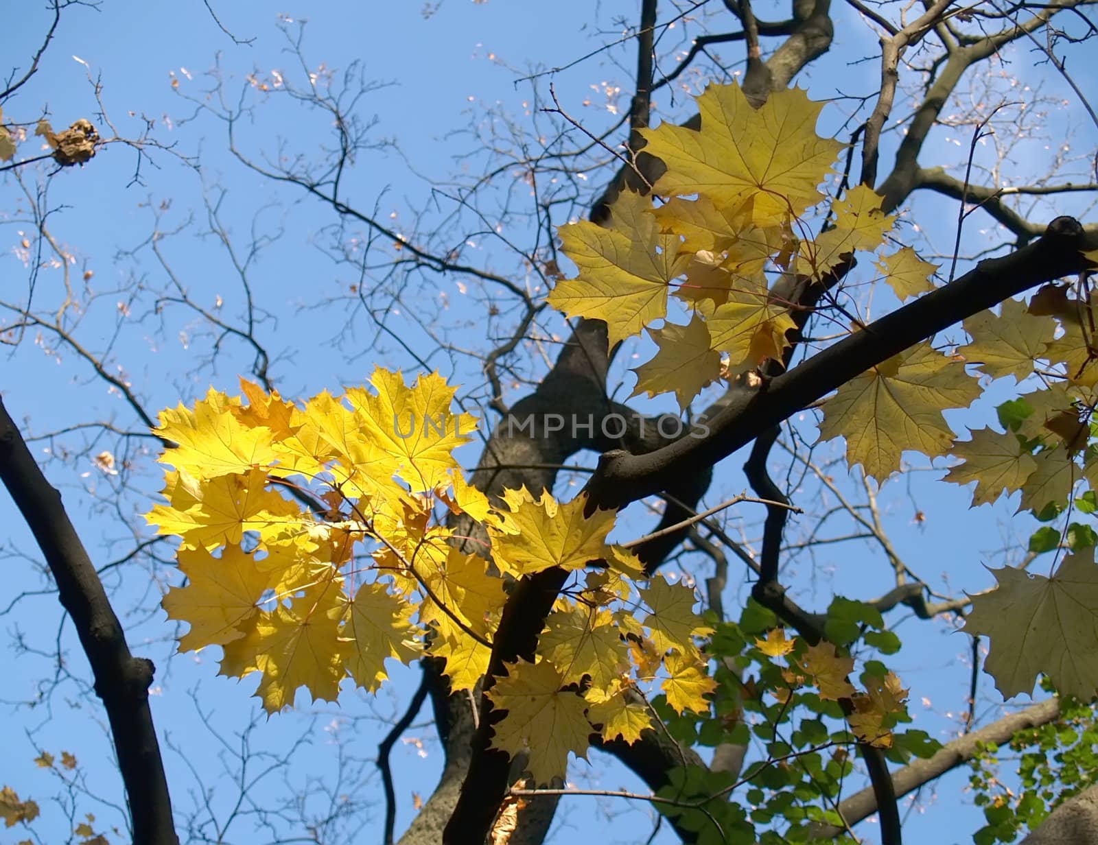 autumnal leaves in park which shines in morning sunlight
