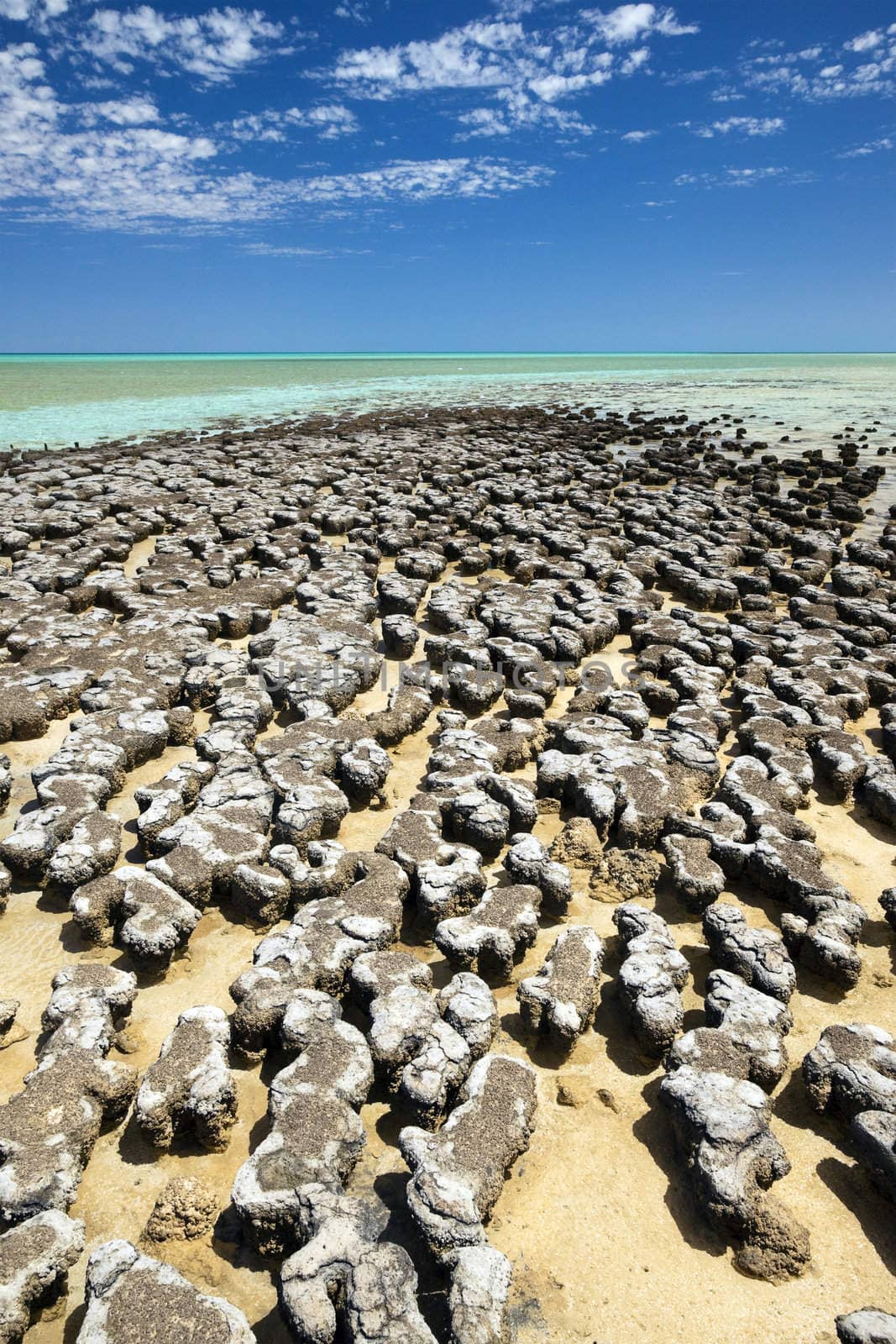 A photography of stromatolites at a sunny beach in Australia