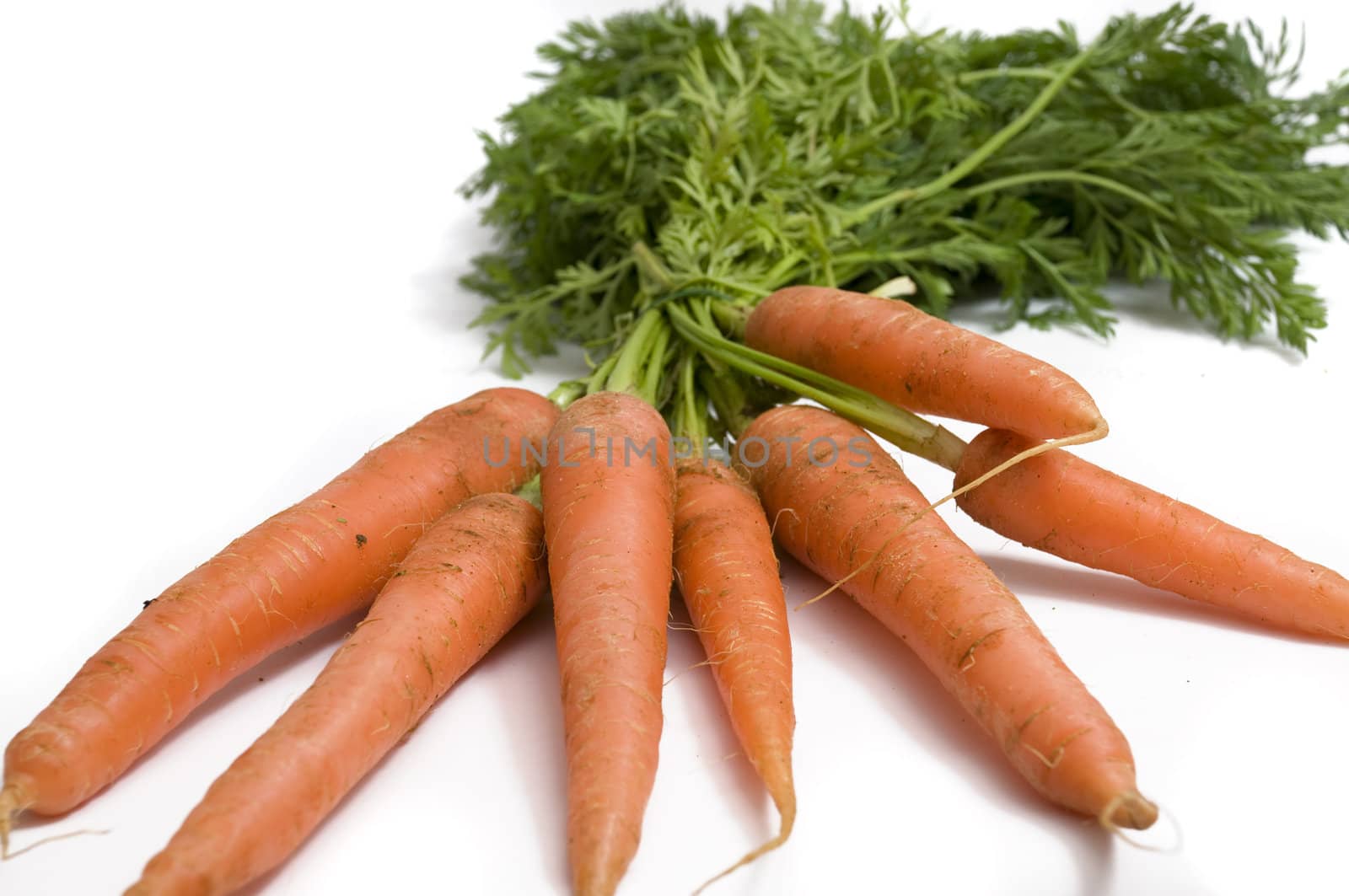 stack of fresh carrots with green leaves, just picked from the garden, isolated on white