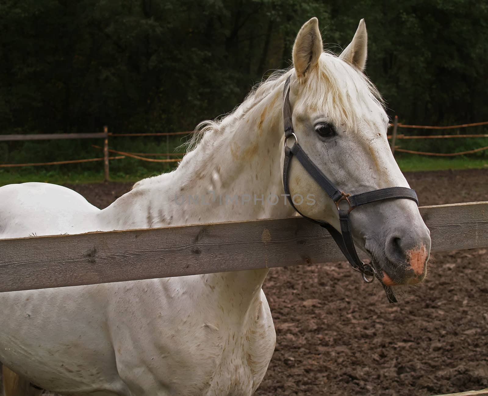 Horse in paddock. Melancholy white horse is alone.