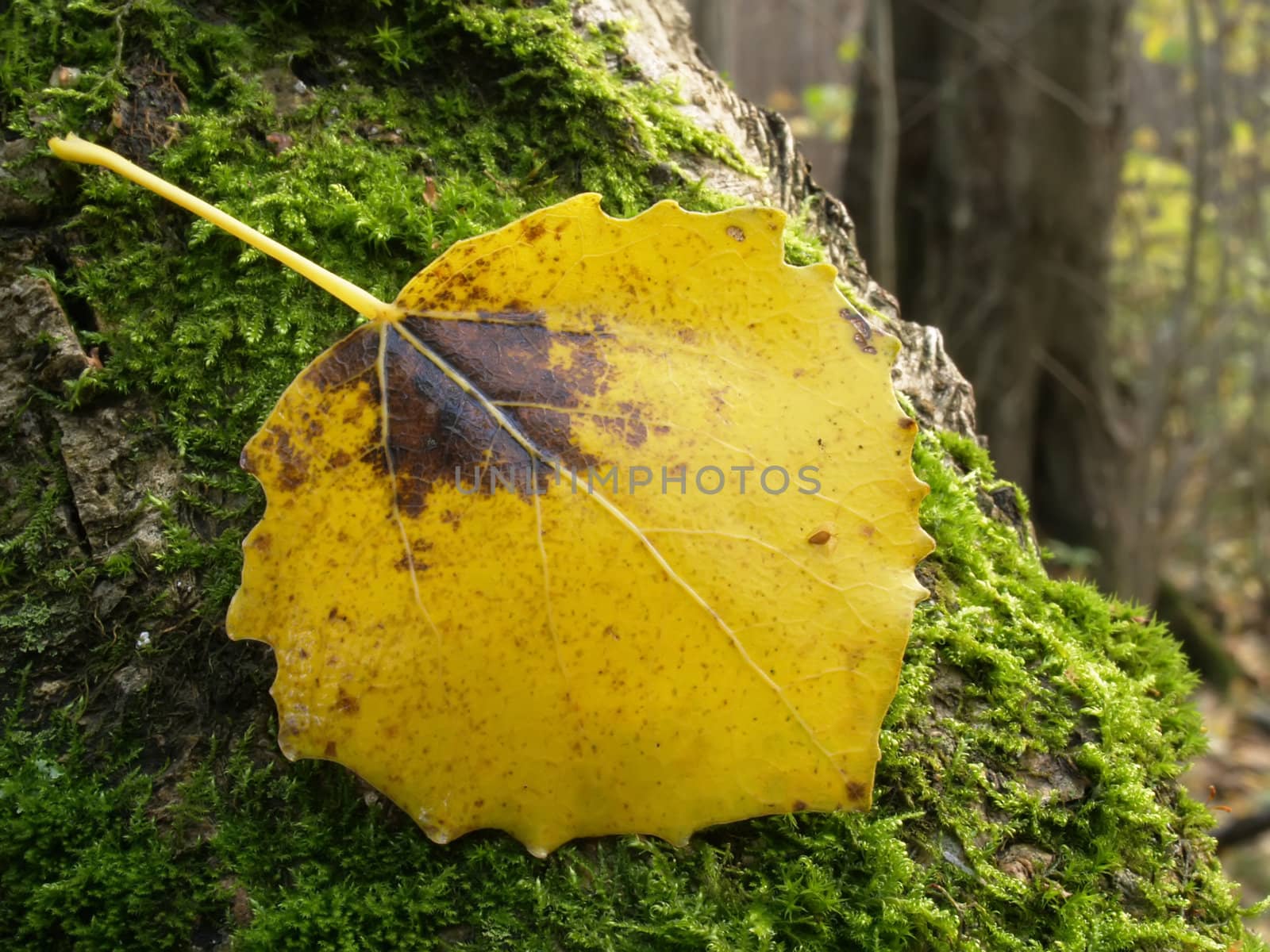 The fallen down leaf on a mossy tree in an autumn wood