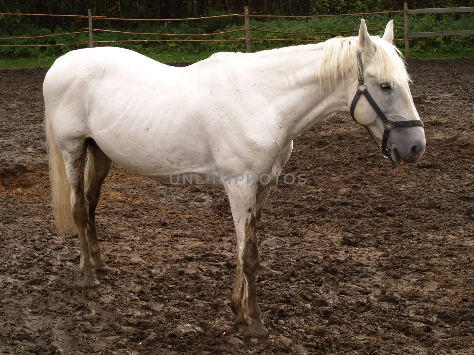 melancholy white horse in paddock