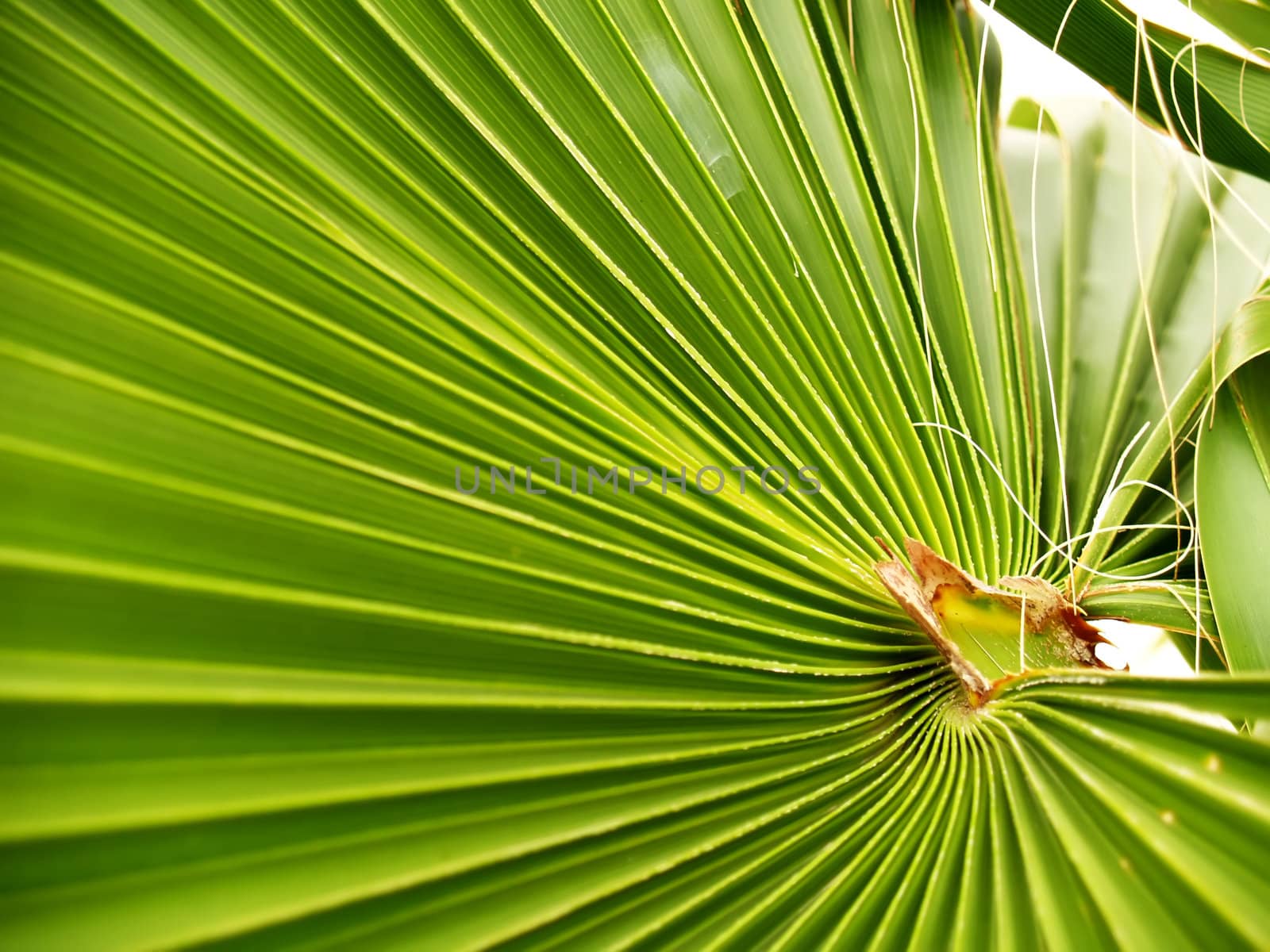 Mexican Fan Palm by K_Kot