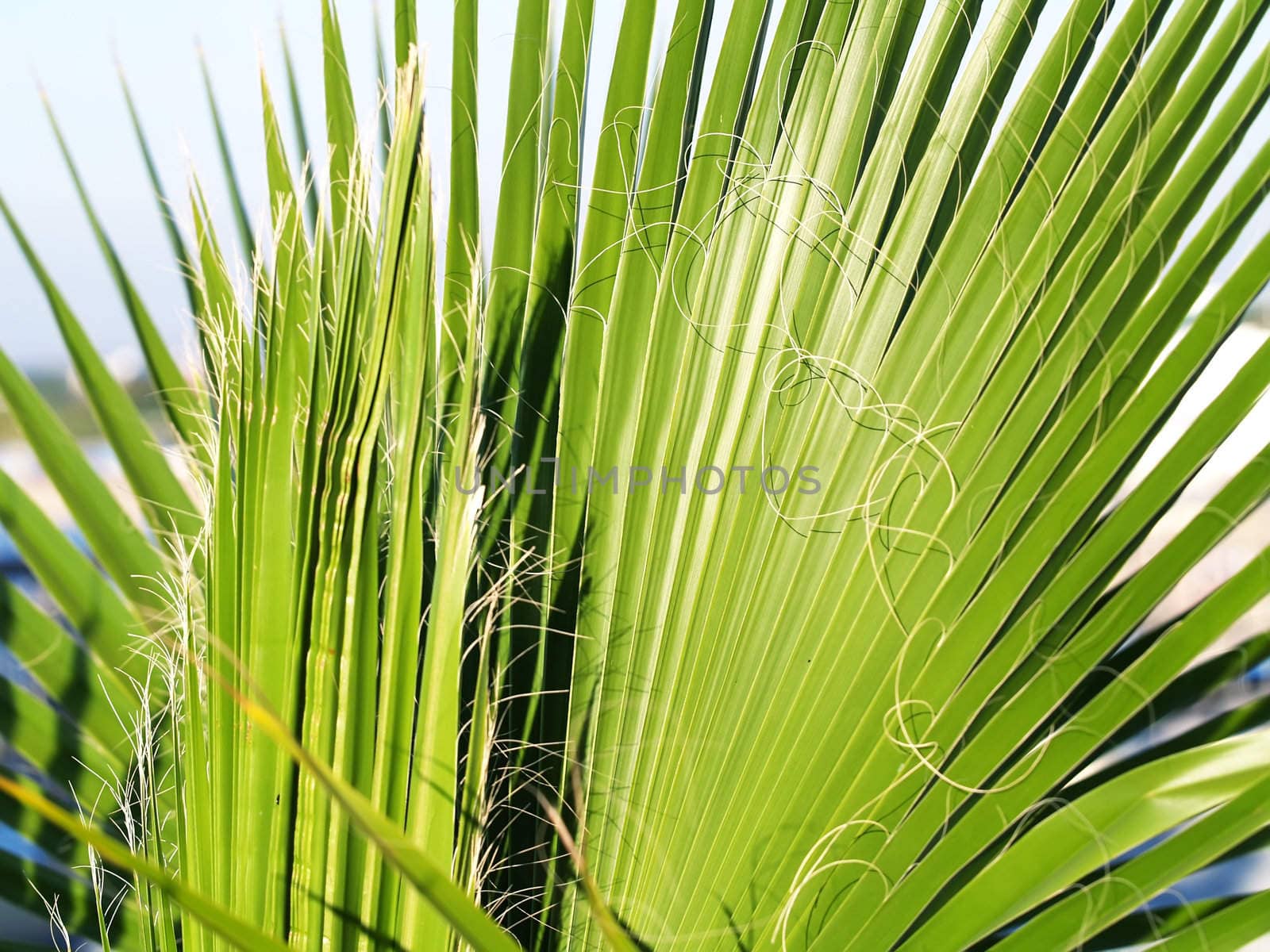 Mexican Fan Palm which can use like background