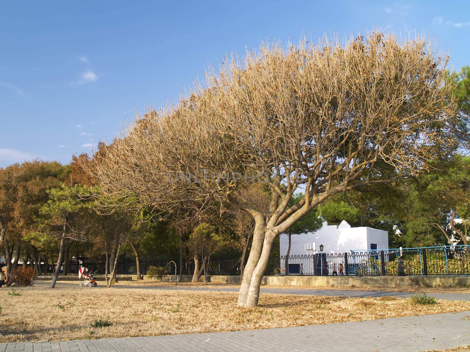 Old tree in the autumn by K_Kot