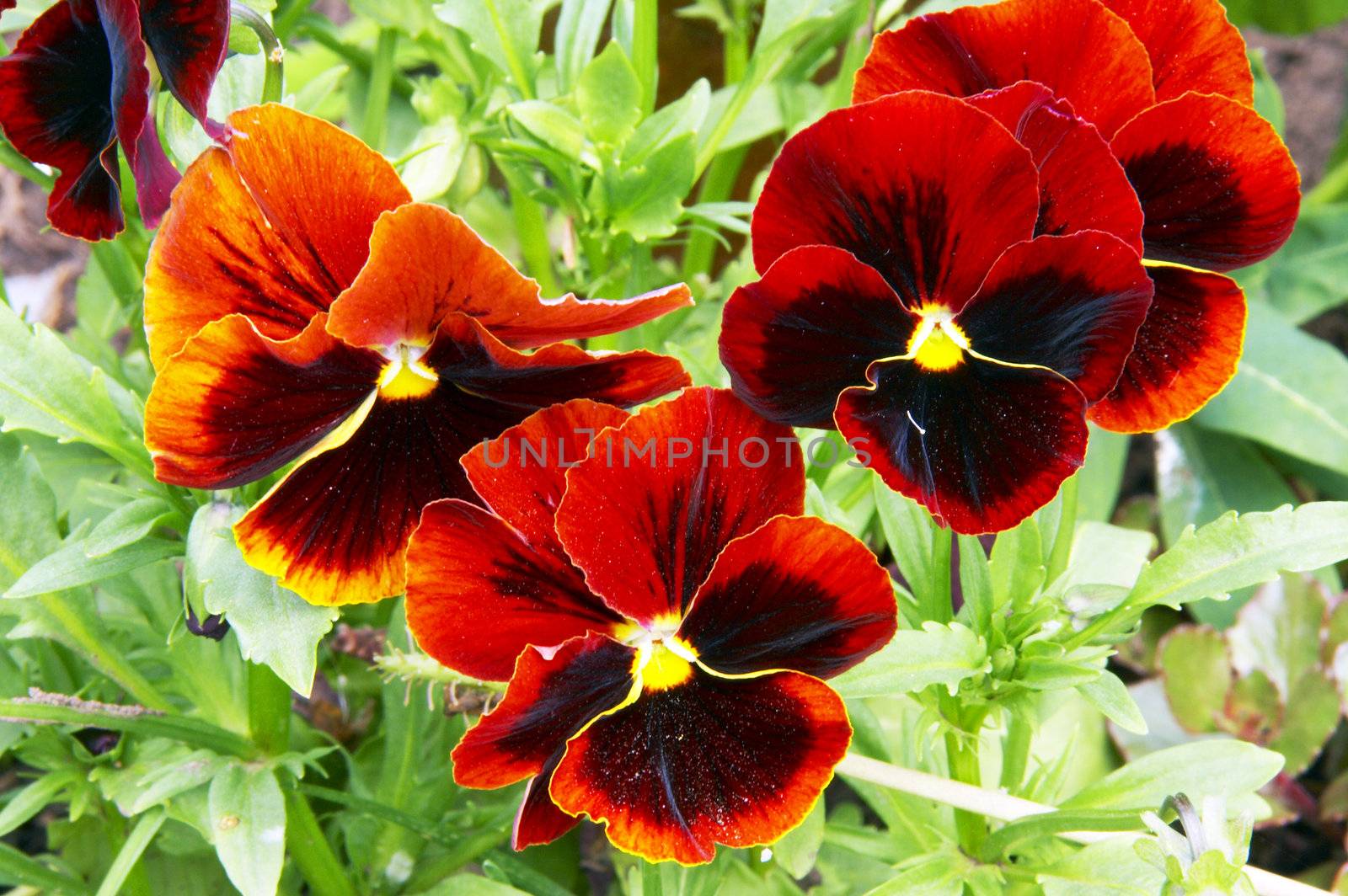 Pansies by Dominator