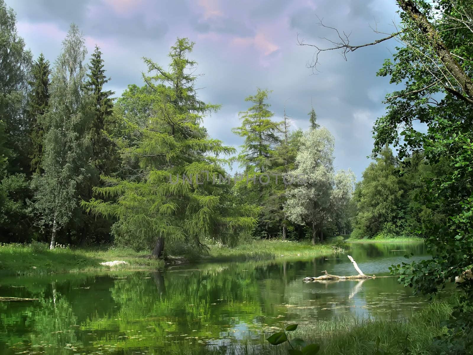 Reflections in the lake.Old beautiful forest in the nord-est of Russia