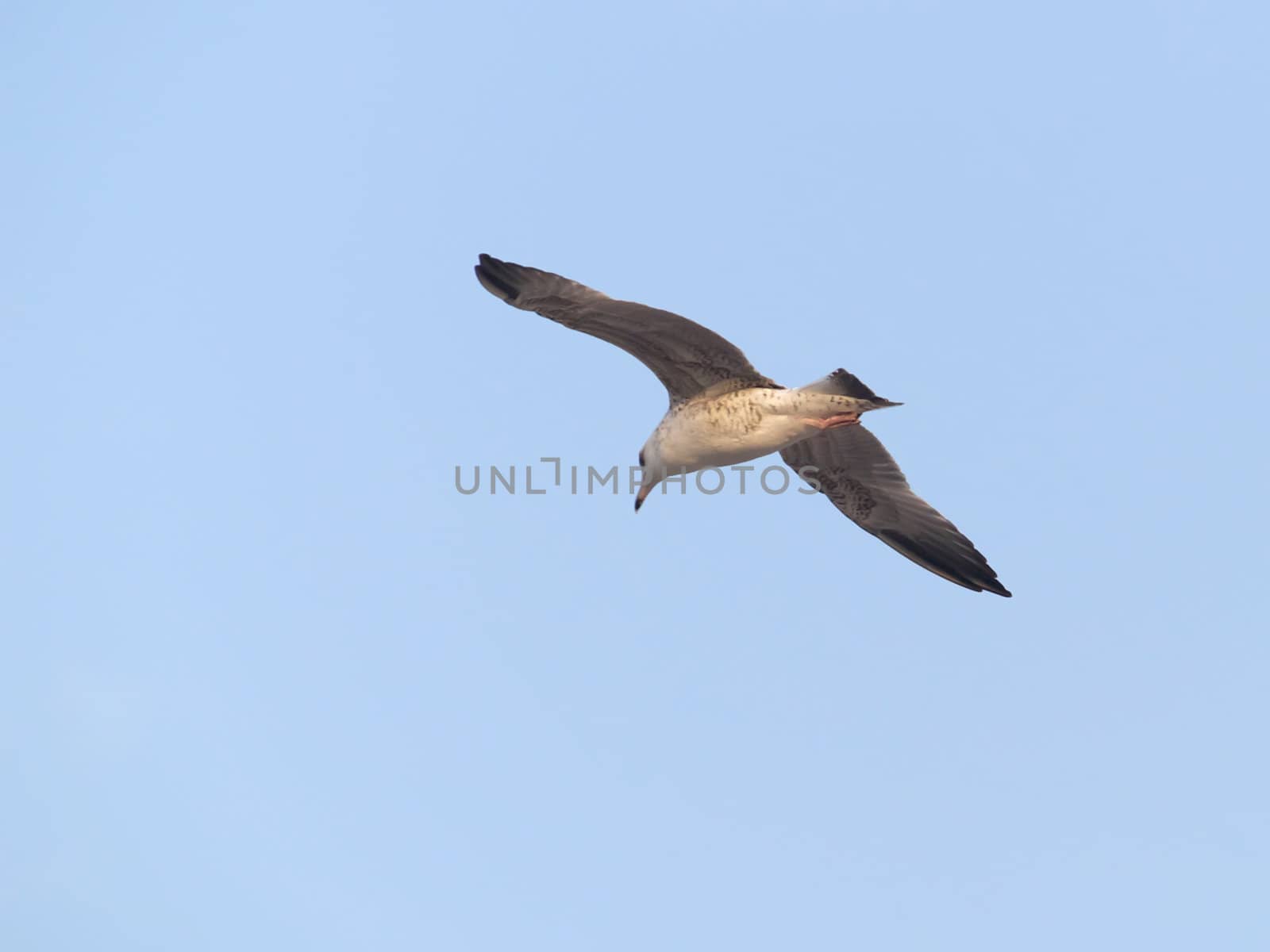 Seagull in wide-winged flight against a clear blue sky