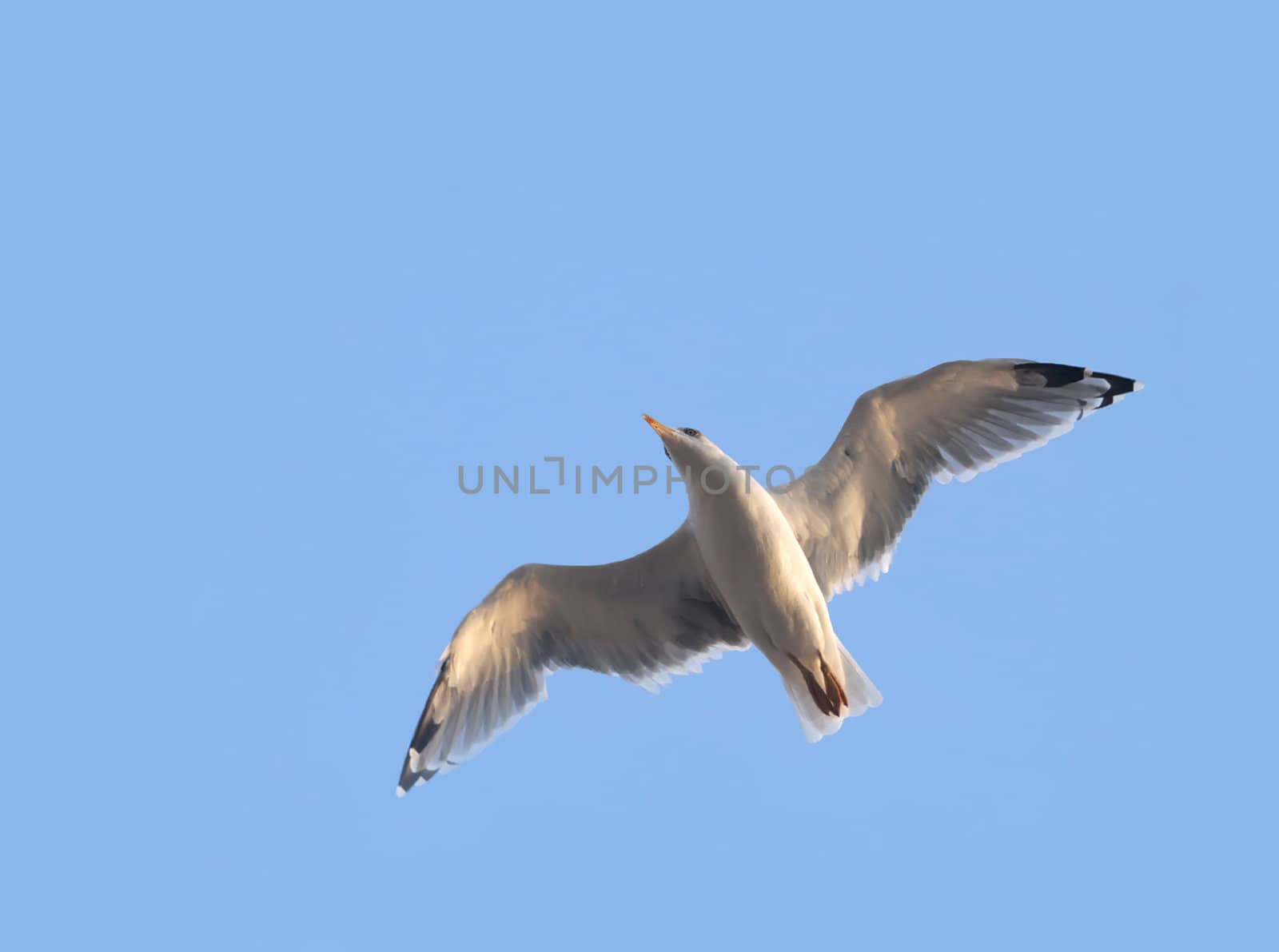 Seagull in wide-winged flight against a clear blue sky