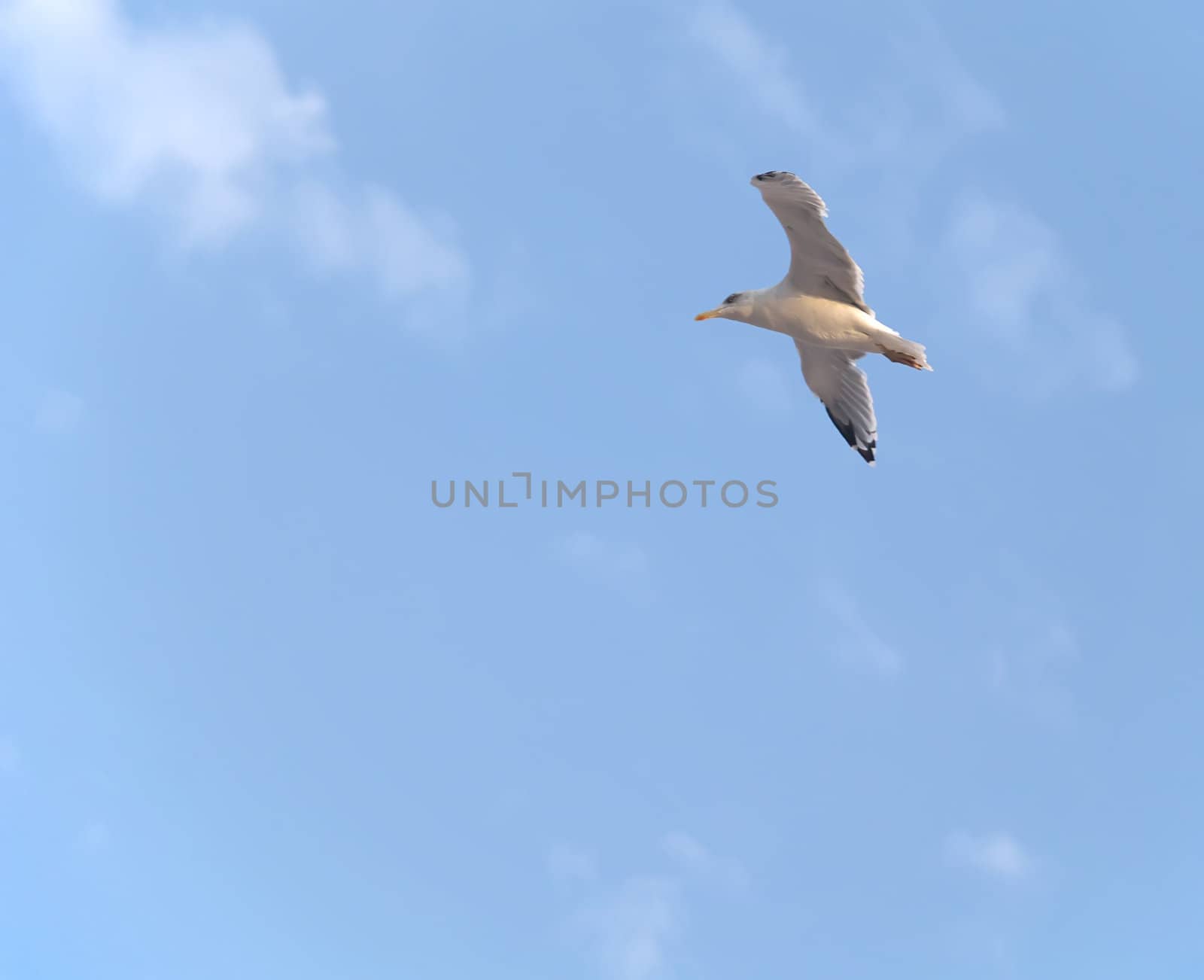 seagull by K_Kot