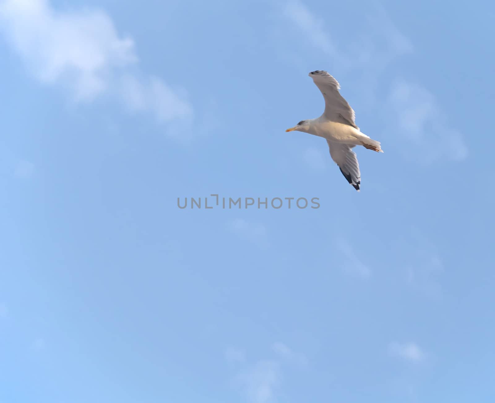 Seagull in wide-winged flight against a clear blue sky