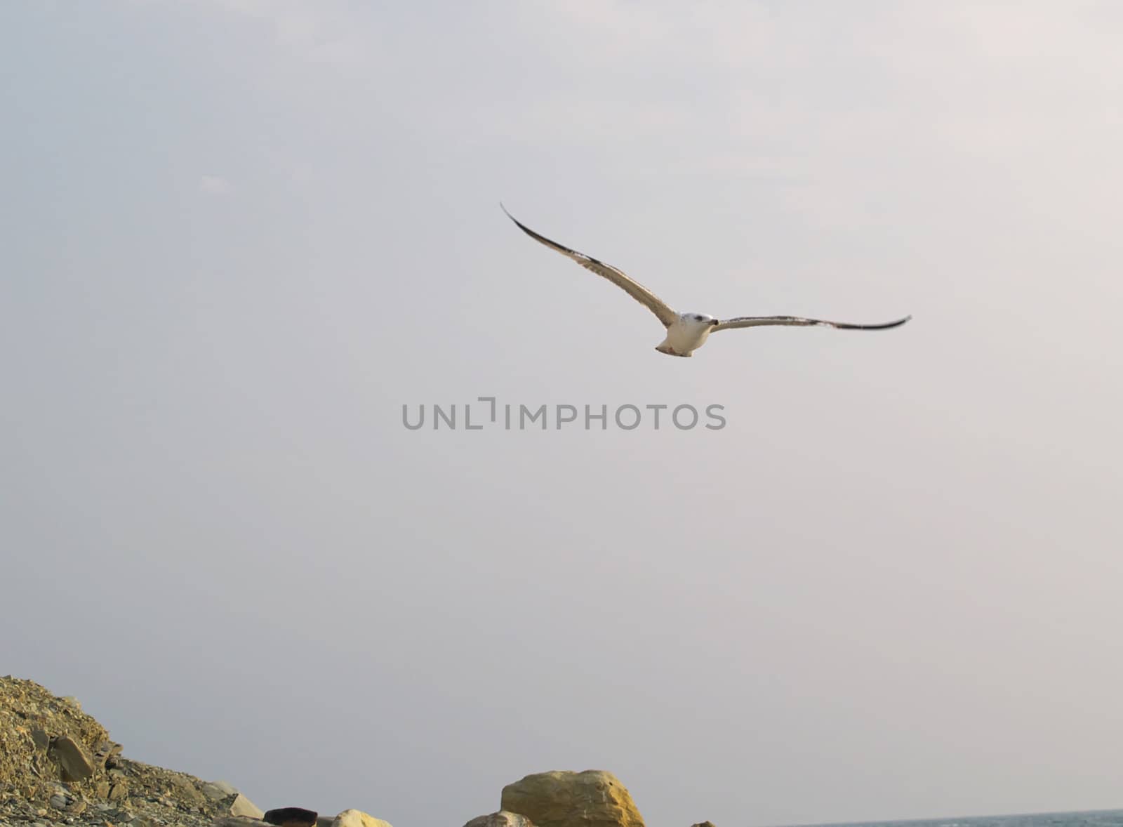 Seagull in wide-winged flight against a clear blue sky