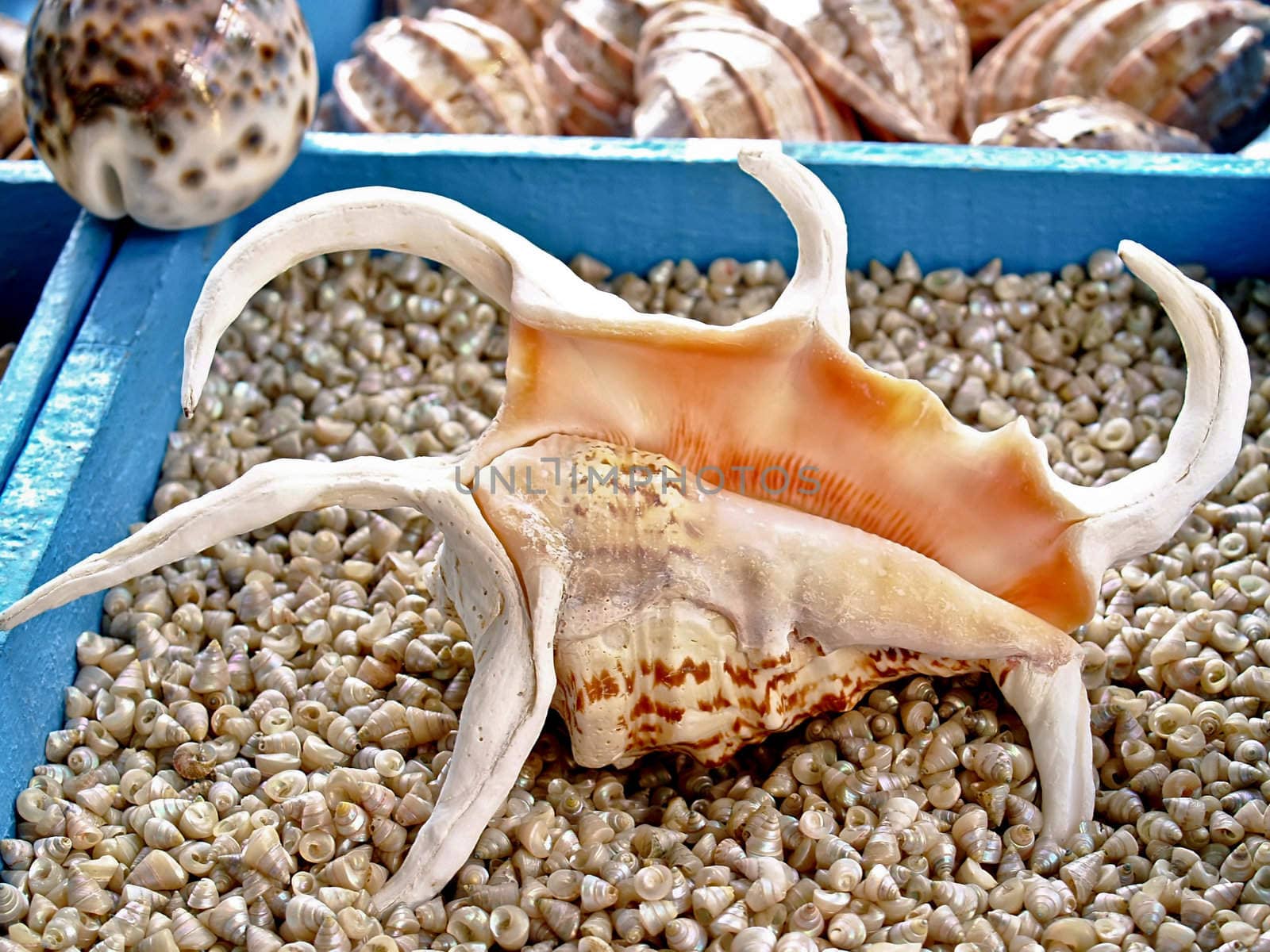 Shell Lambis Truncata and different beautiful seashells from the Mediterranean