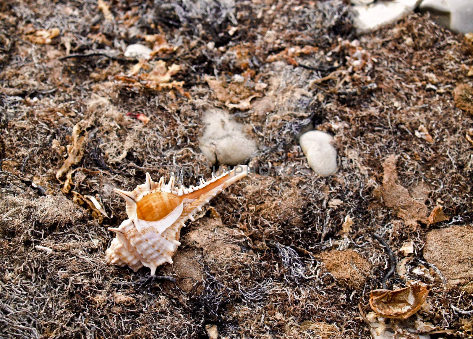 seashell from the Mediterranean and Black Sea lays on seaweed