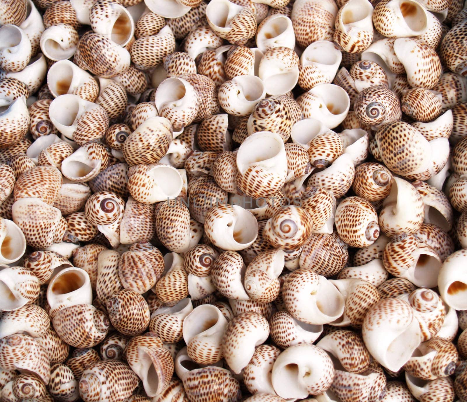 Seashells from the Mediterranean which can be used as a background