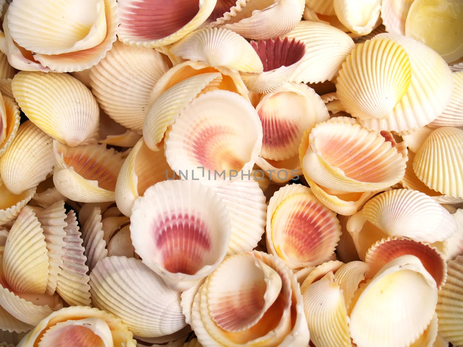 Seashells from the Mediterranean which can be used as a background