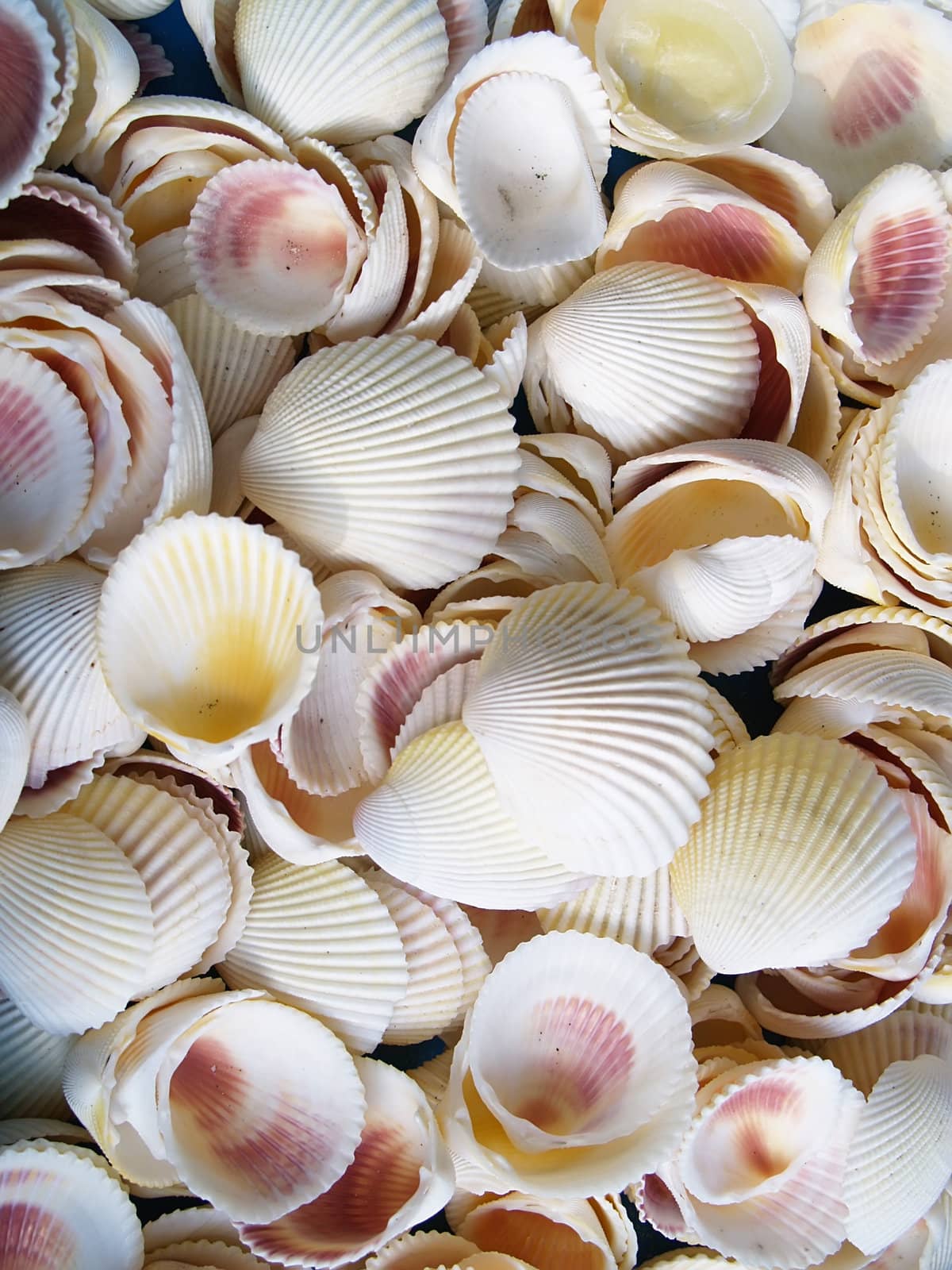 Seashells from the Mediterranean which can be used as a background