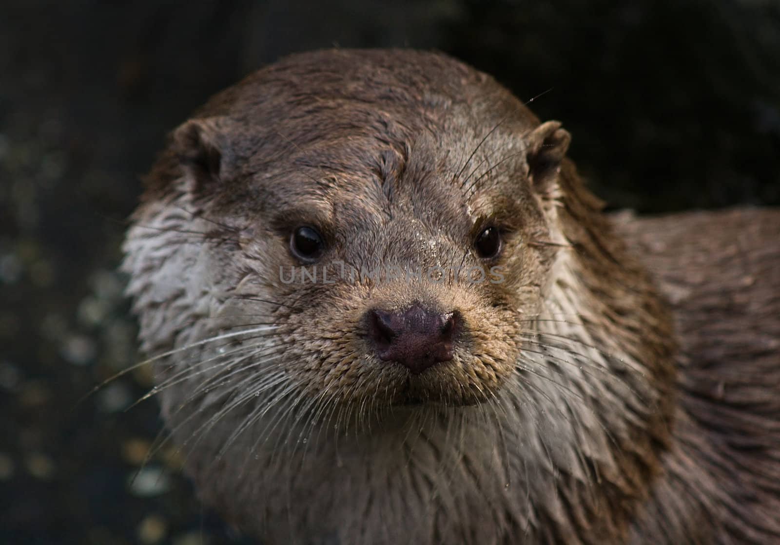 Portrait of curious wet European Otter
