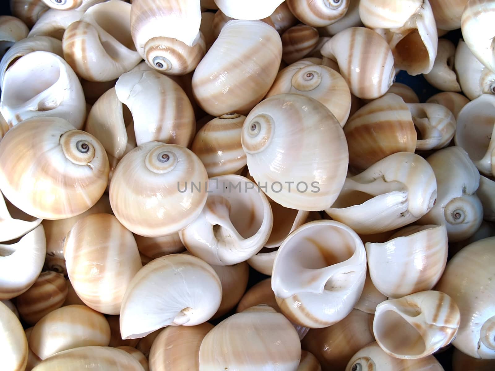 Seashells from the Mediterranean which can be used as a background