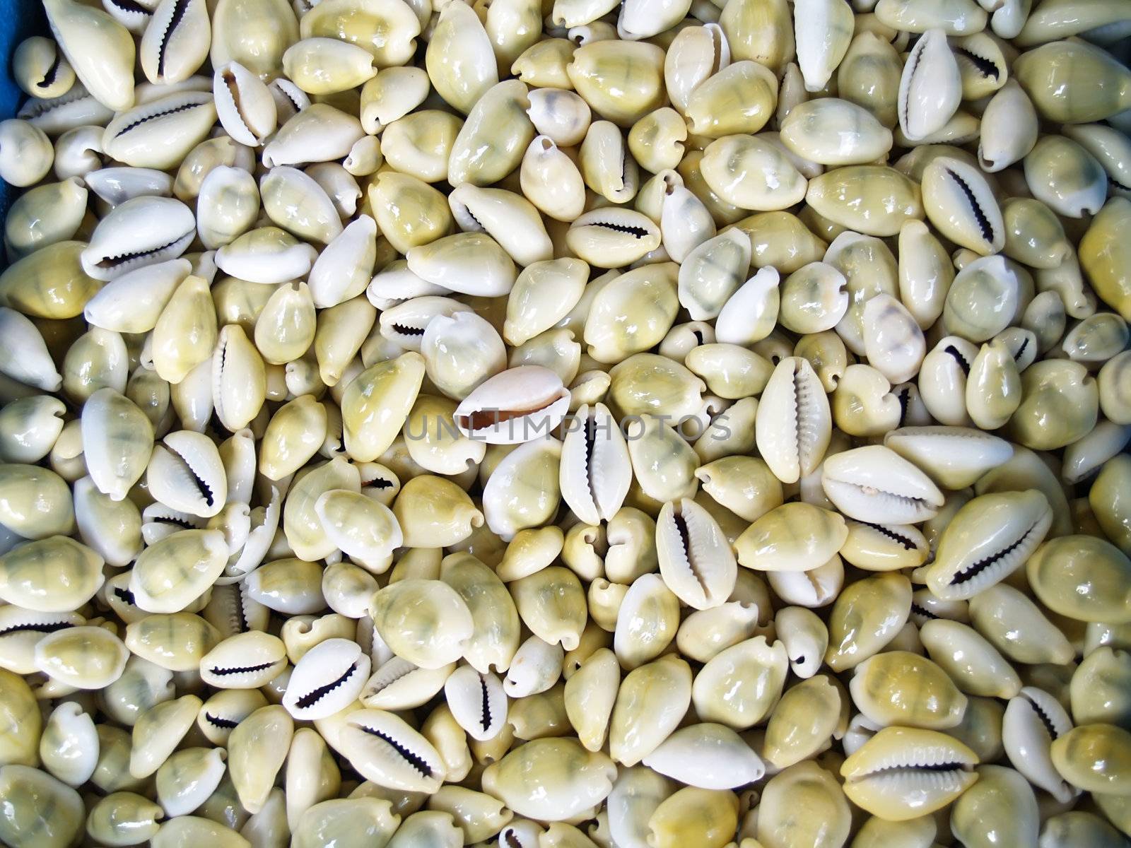 Seashells cowrie from hawaii which can be used as a background