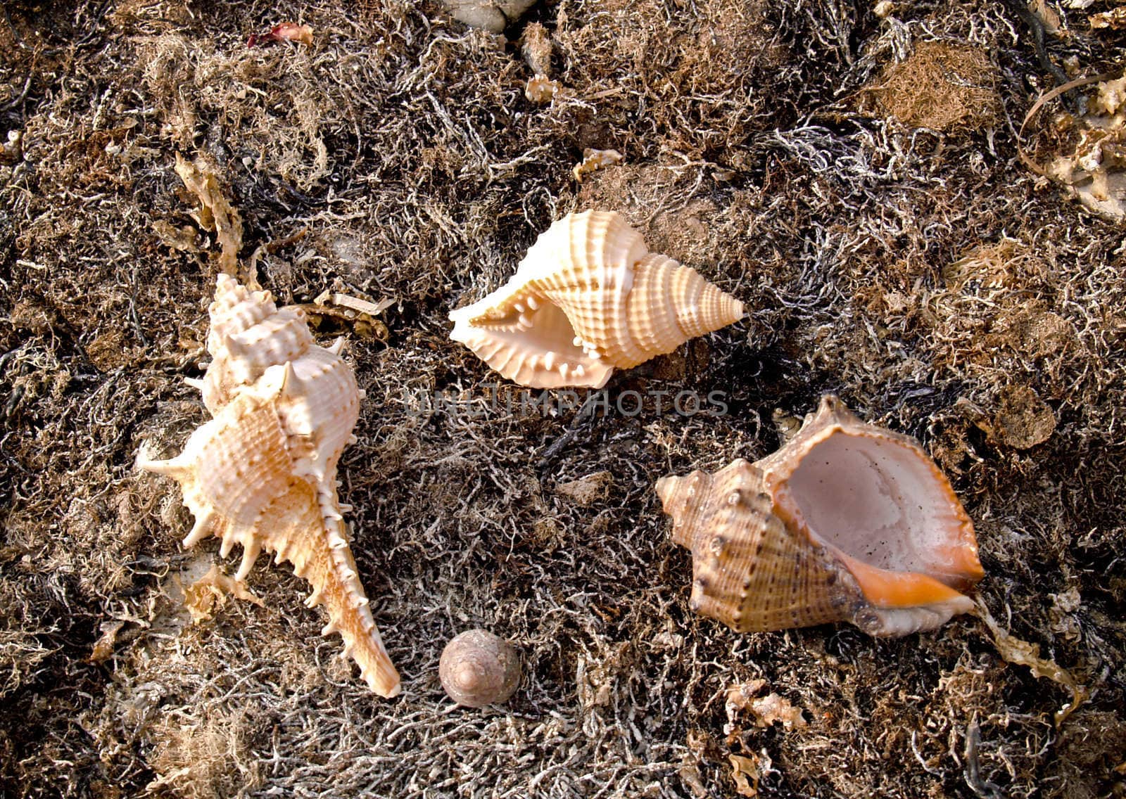 three seashells from the Mediterranean and Black Sea lays on seaweed