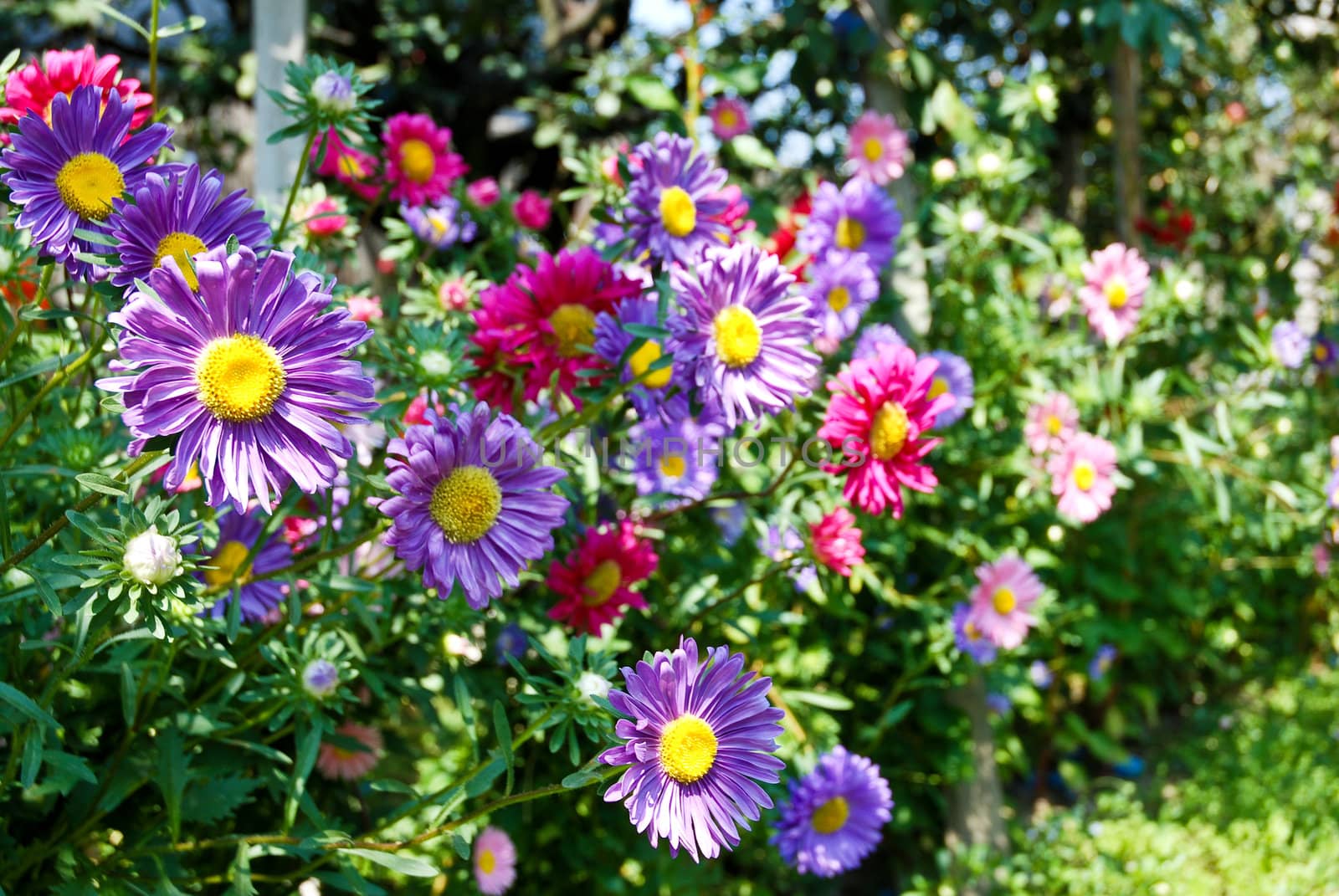 Colorful Wild Daisies