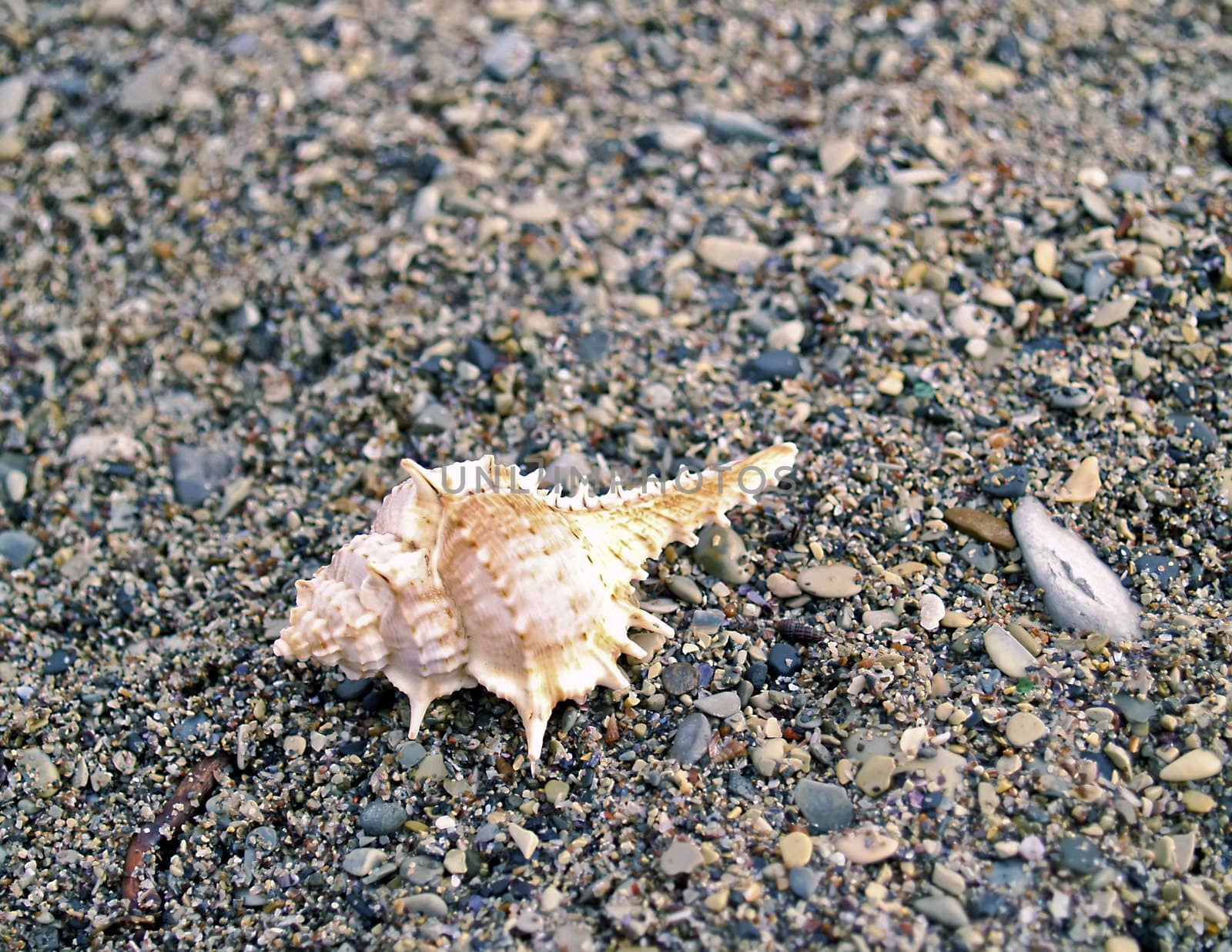 seashell from the Mediterranean and Black Sea lays on sea pebble