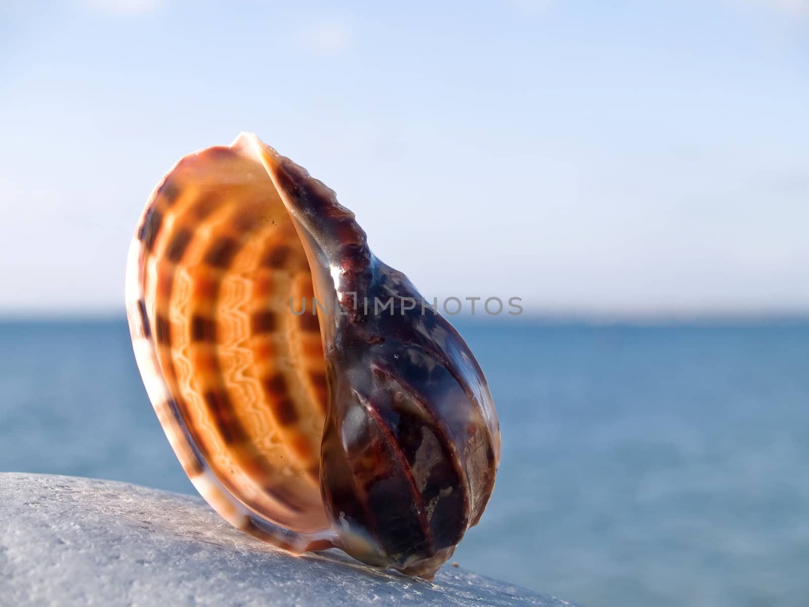 Beautiful seashell from the Mediterranean on a stone