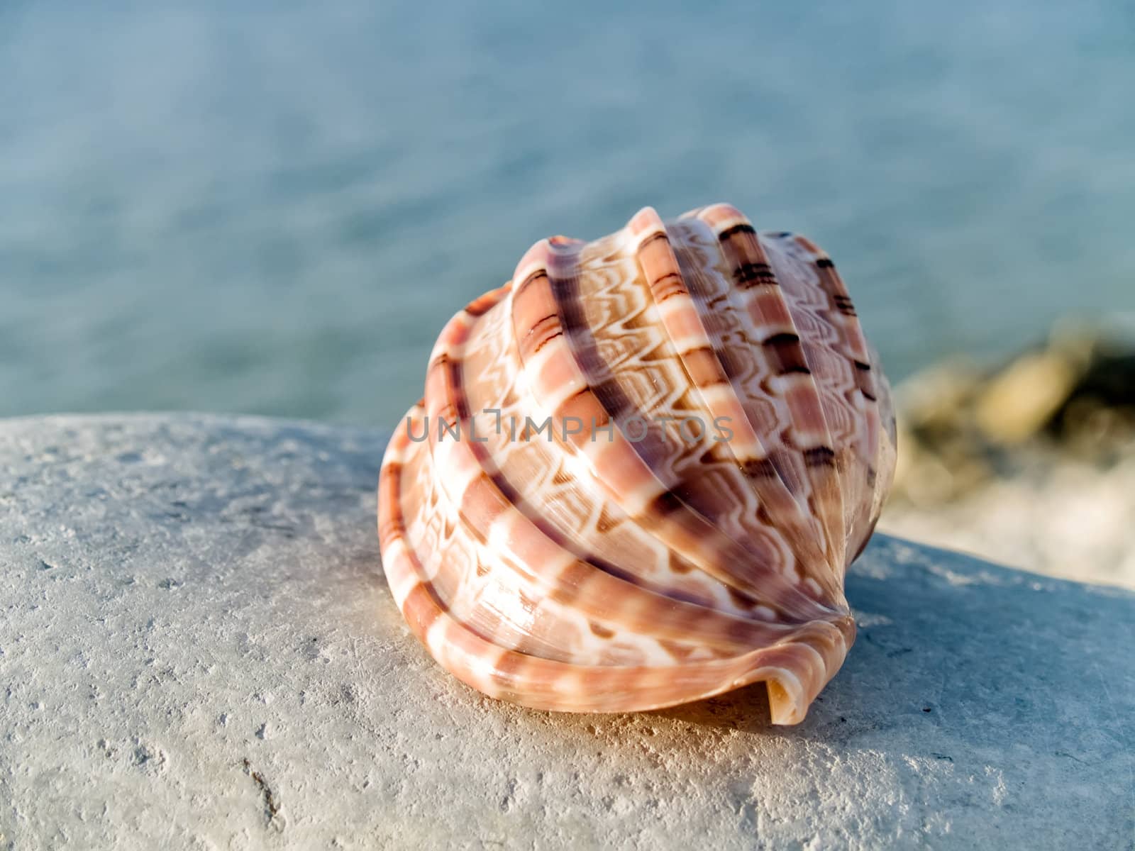 Beautiful seashell from the Mediterranean on a stone