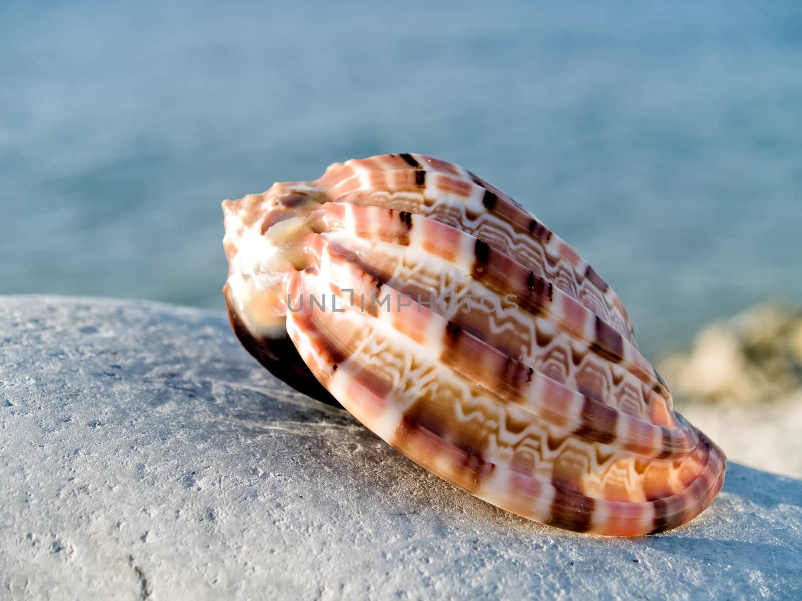 Beautiful seashell from the Mediterranean on a stone