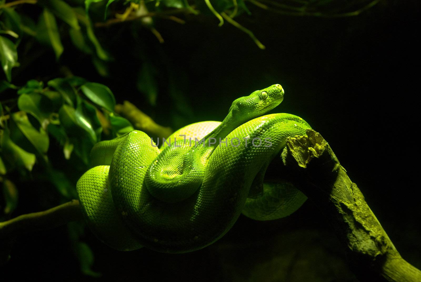 Green Boa Snake by marimar8989