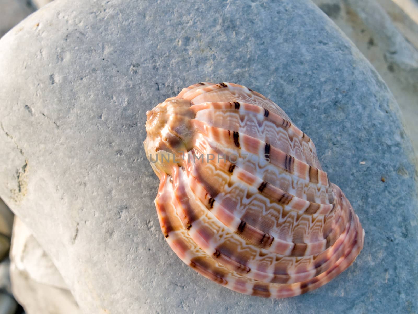 Beautiful seashell from the Mediterranean on a stone